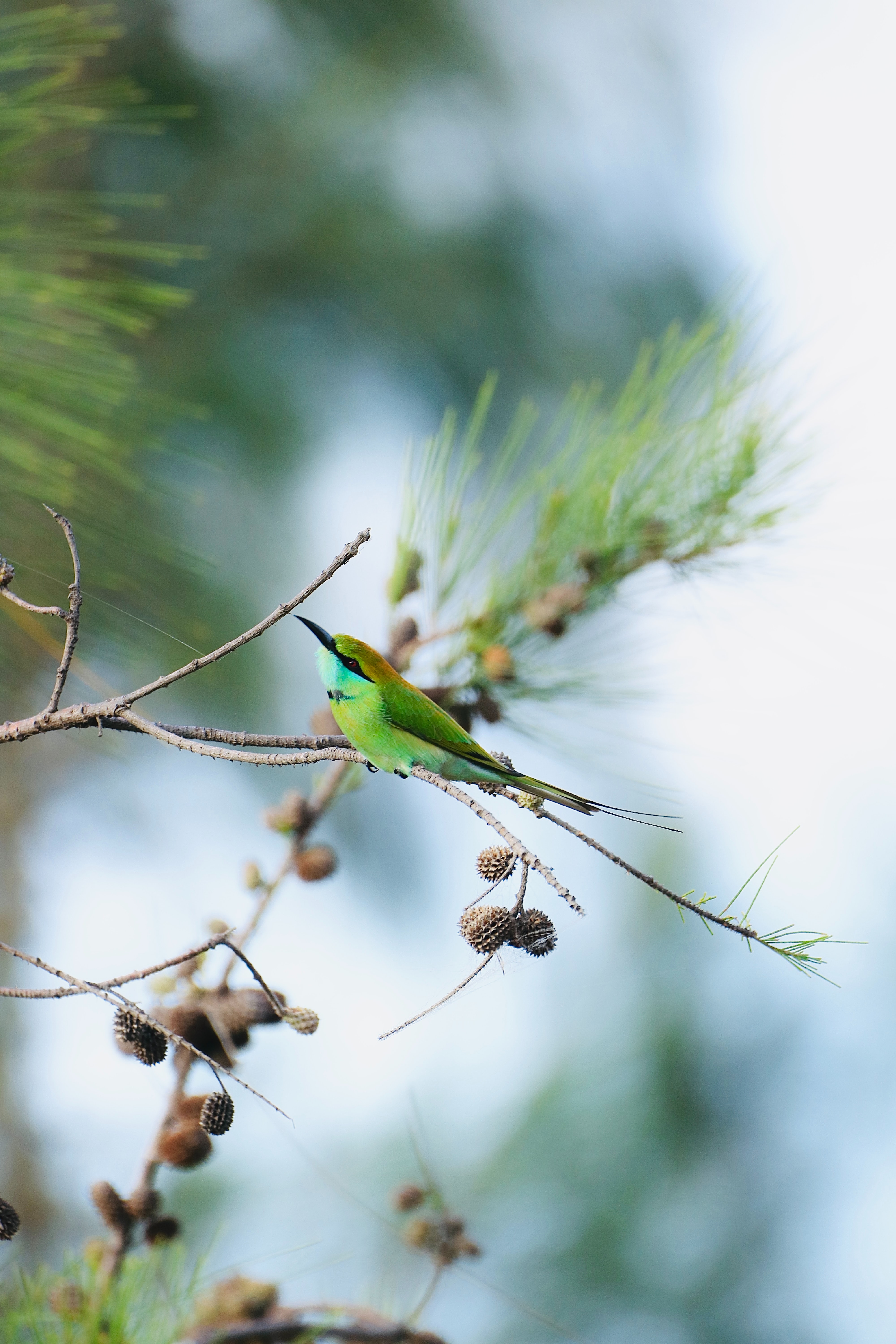 bird, animals, branch, focus, blue-tailed bee-eater