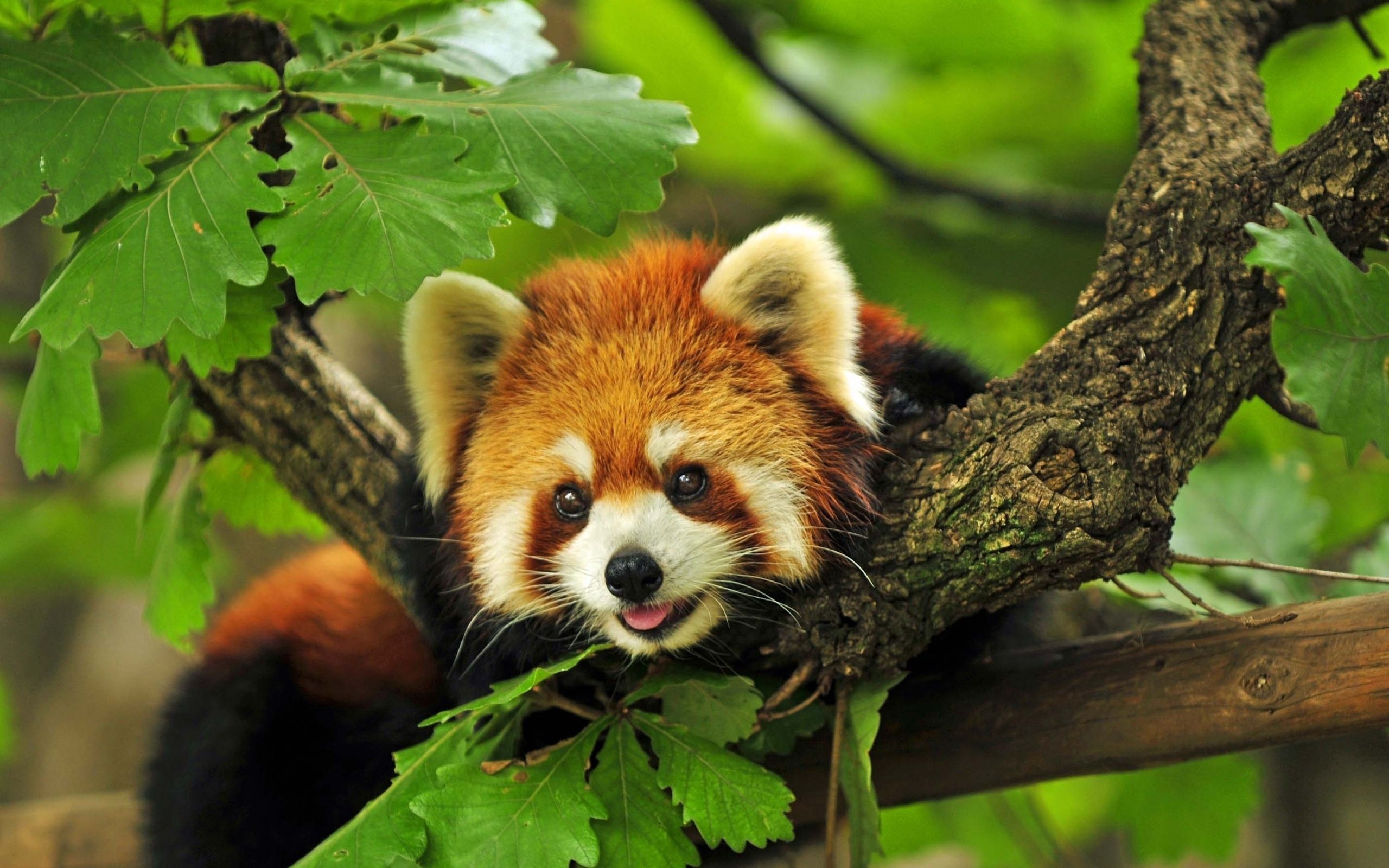 109672 скачать обои красная панда, дерево, животные, листья, лежит - заставки и картинки бесплатно