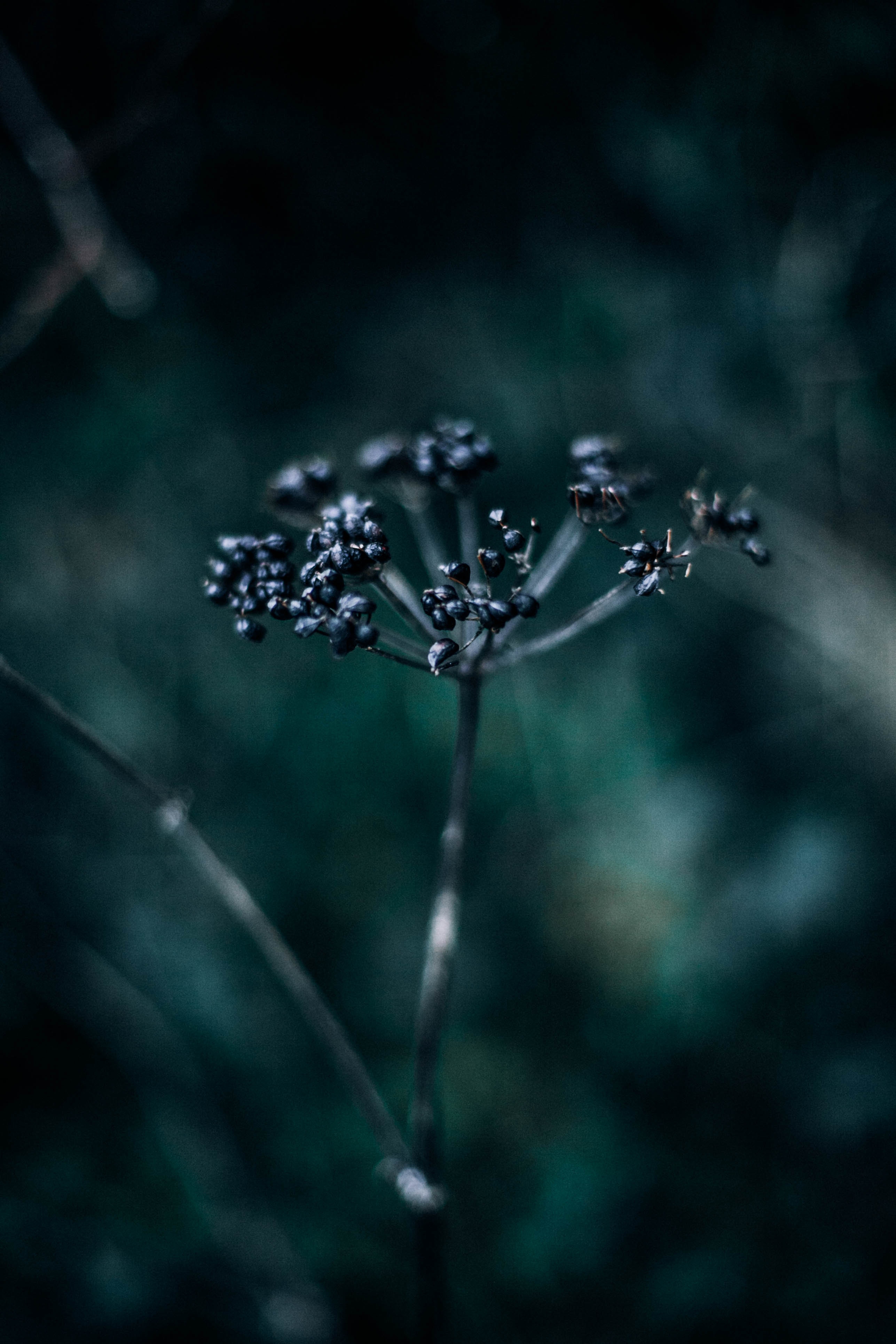 blur, berries, plant, macro, dark, smooth, branch for android