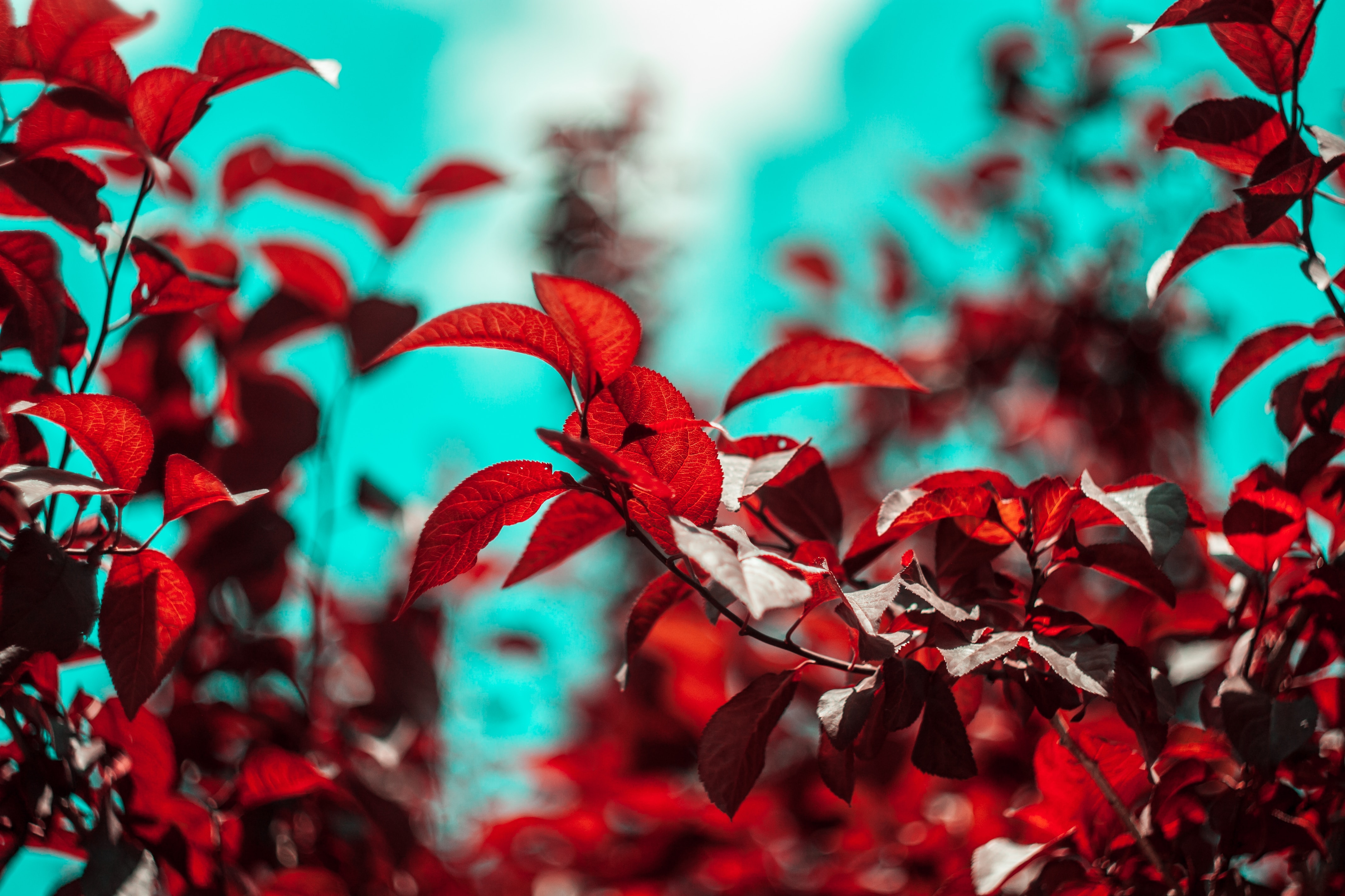 58737 free download Red wallpapers for phone, leaves, branches, macro, plant Red images and screensavers for mobile