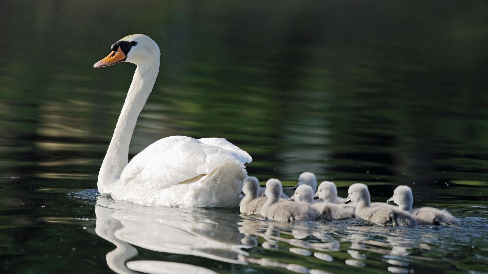 vertical wallpaper animals, swans, bird, young, family, to swim, swim, care, cubs