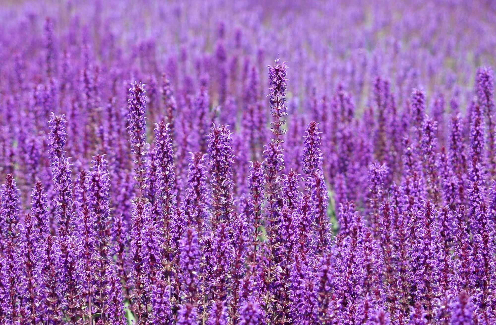 flowers, field, violet Phone Wallpaper