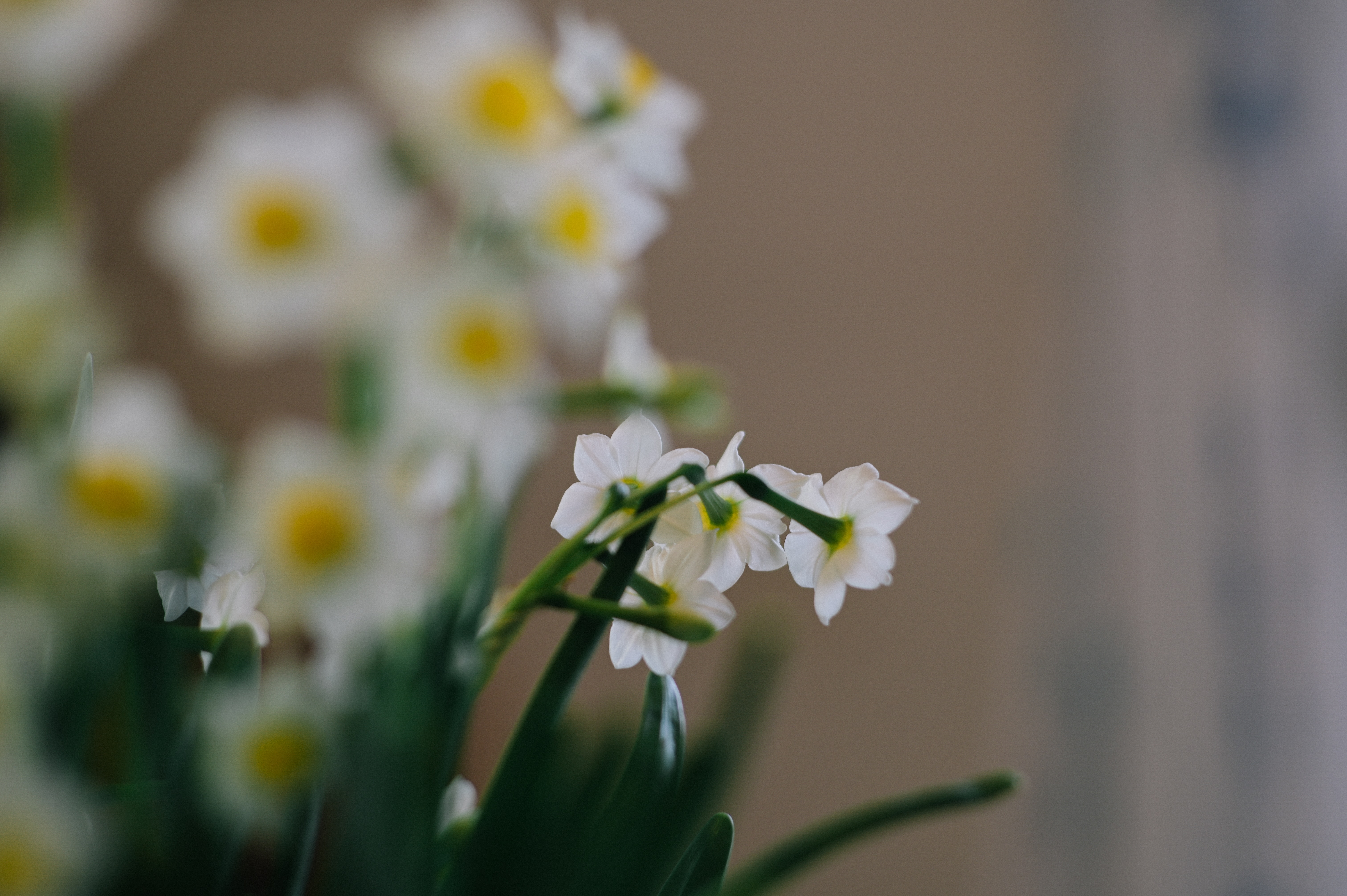 Laden Sie das Blumen, Narzissen, Pflanze, Frühling-Bild kostenlos auf Ihren PC-Desktop herunter
