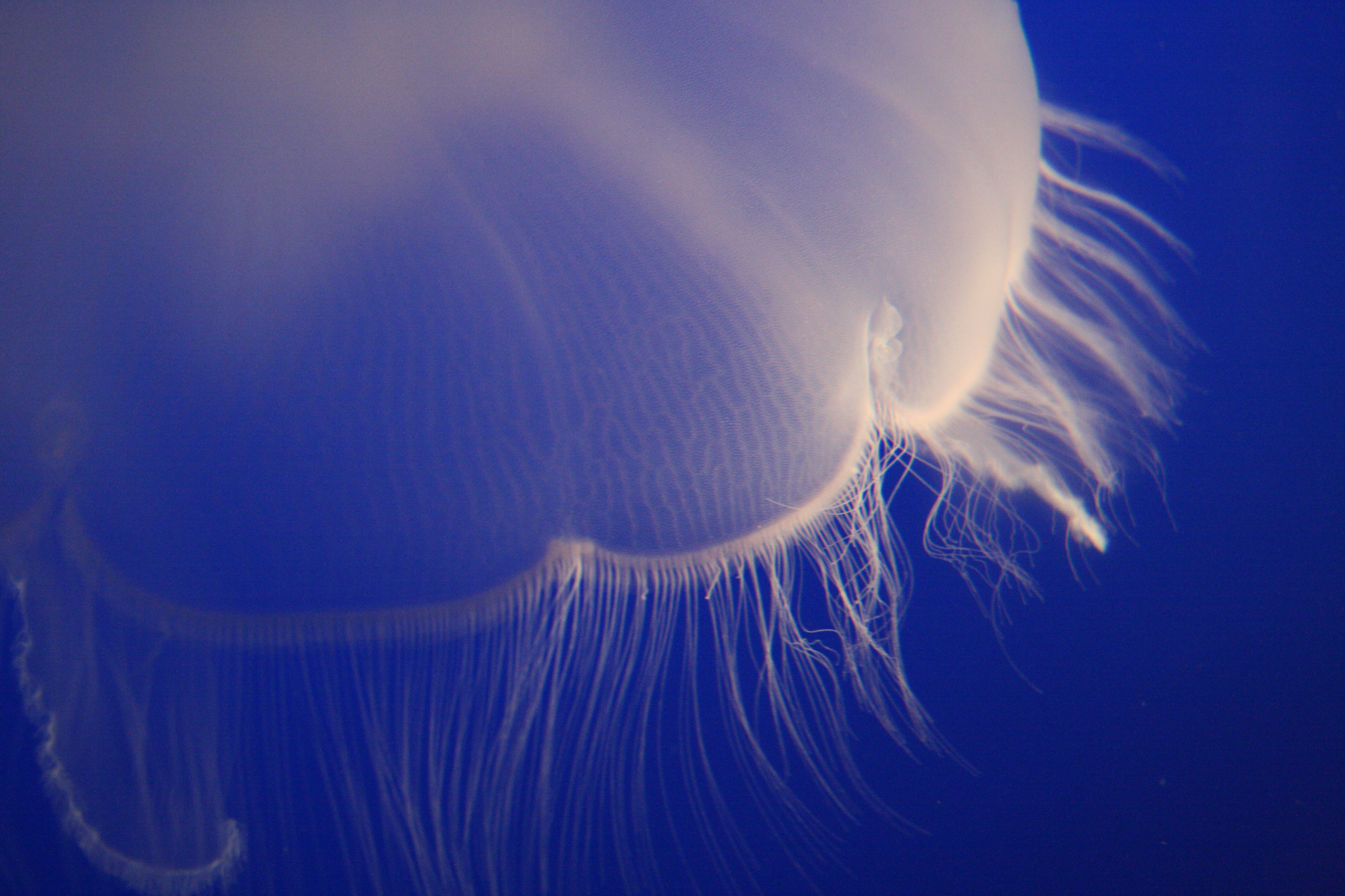 HD for desktop 1080p Jellyfish 