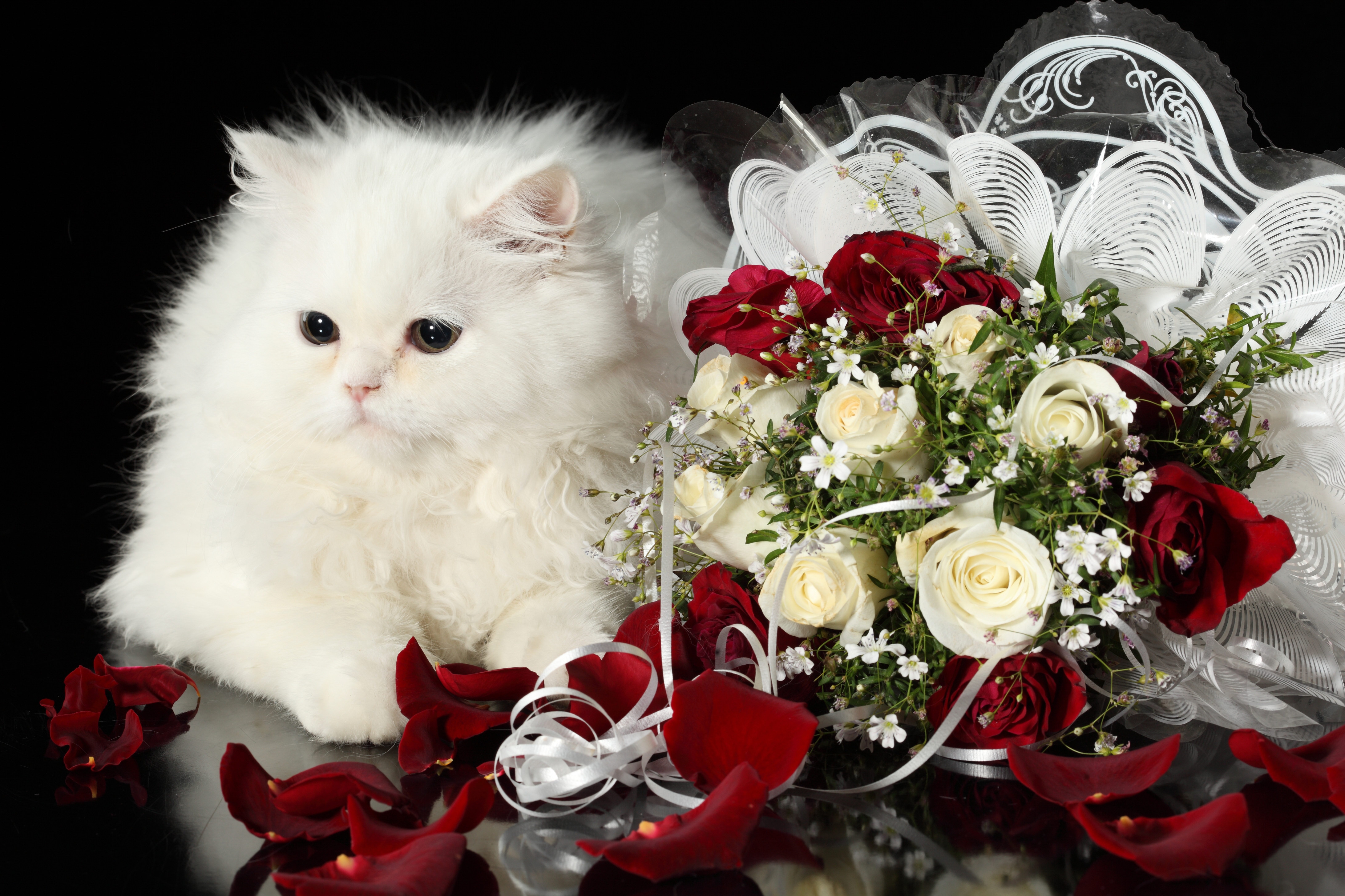 105587 завантажити шпалери рози, тварини, кіт, кішка, букет, чорний фон - заставки і картинки безкоштовно