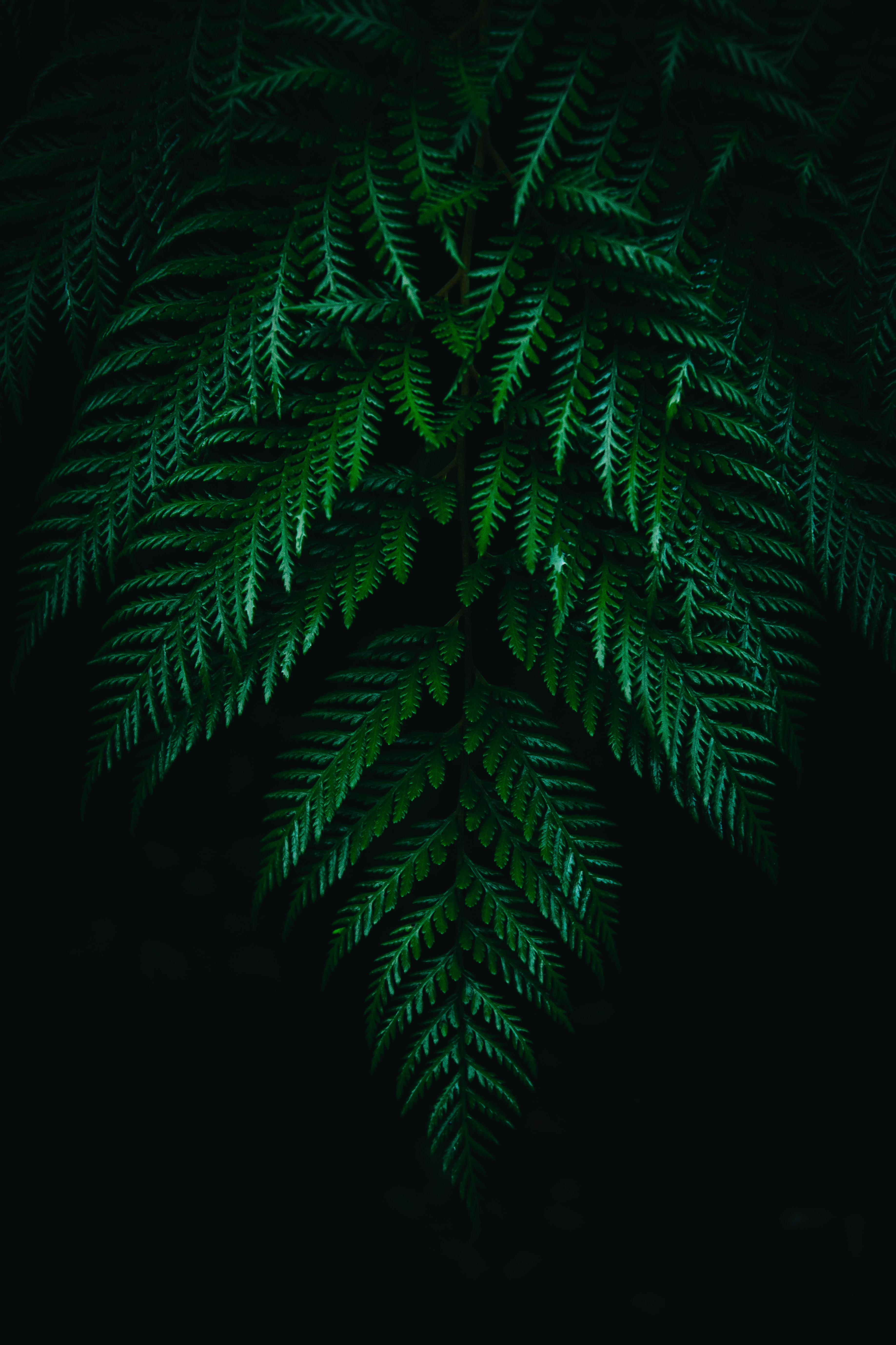 Mobile wallpaper dark, fern, leaves, plant, macro, branches