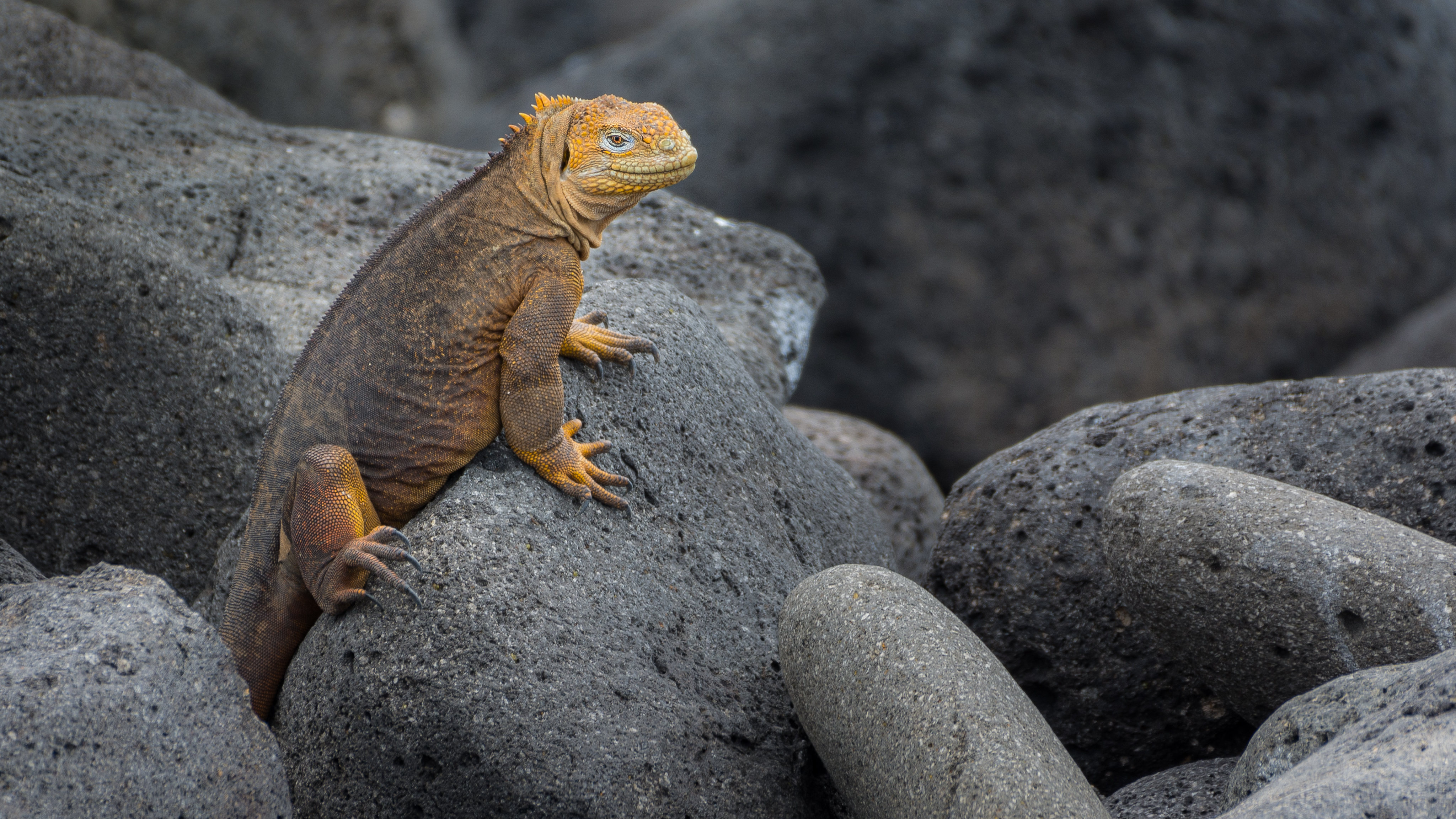 Download Phone wallpaper iguana, lizard, stones, animals