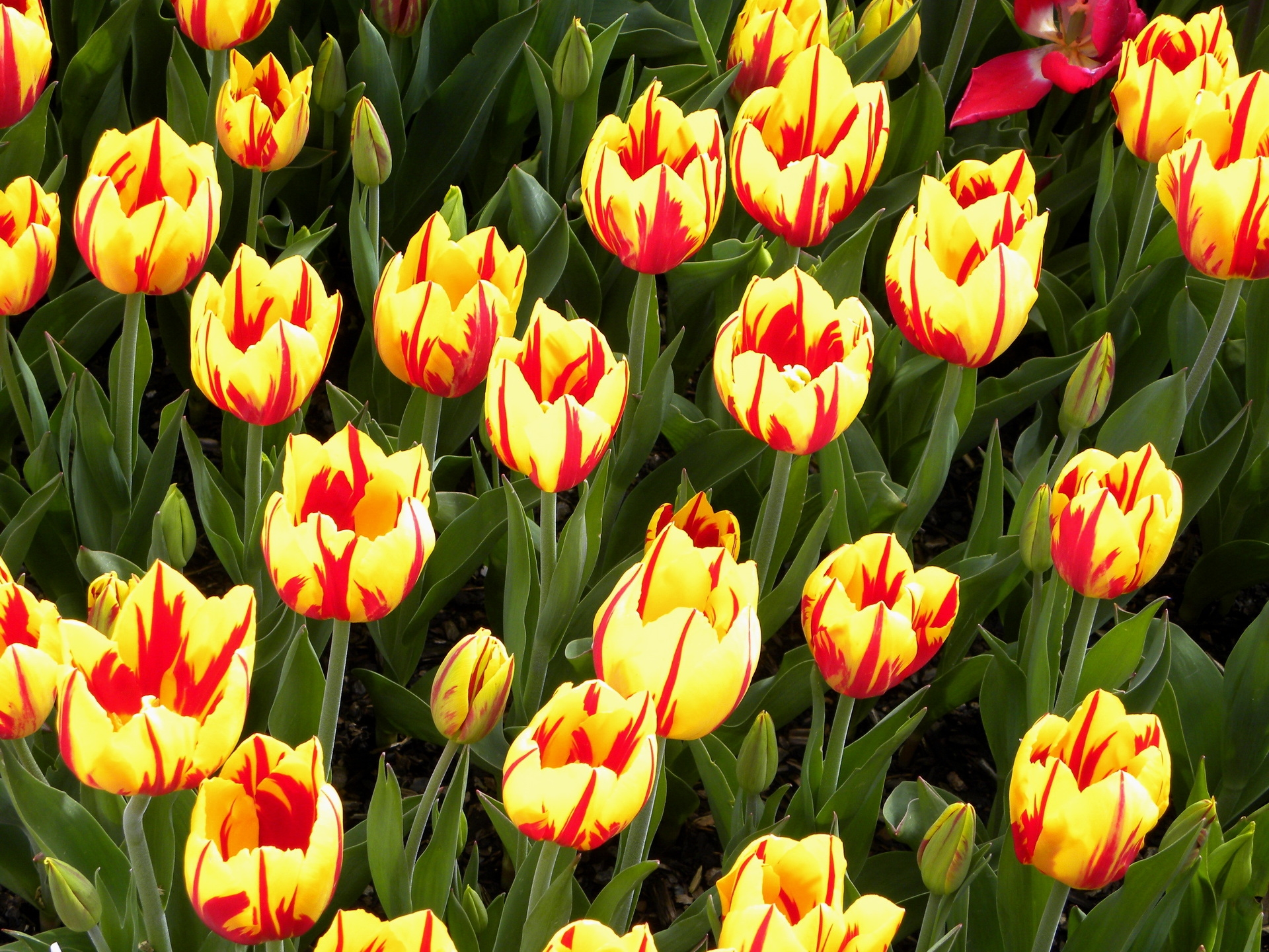 tulips, flowers, bright, flowerbed, flower bed, variegated, mottled cellphone