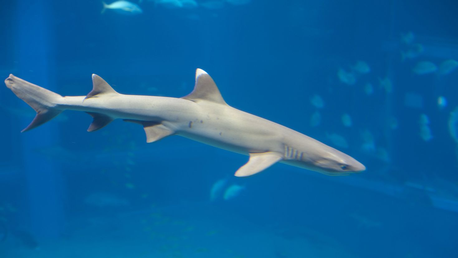 Whitetip Reef Shark