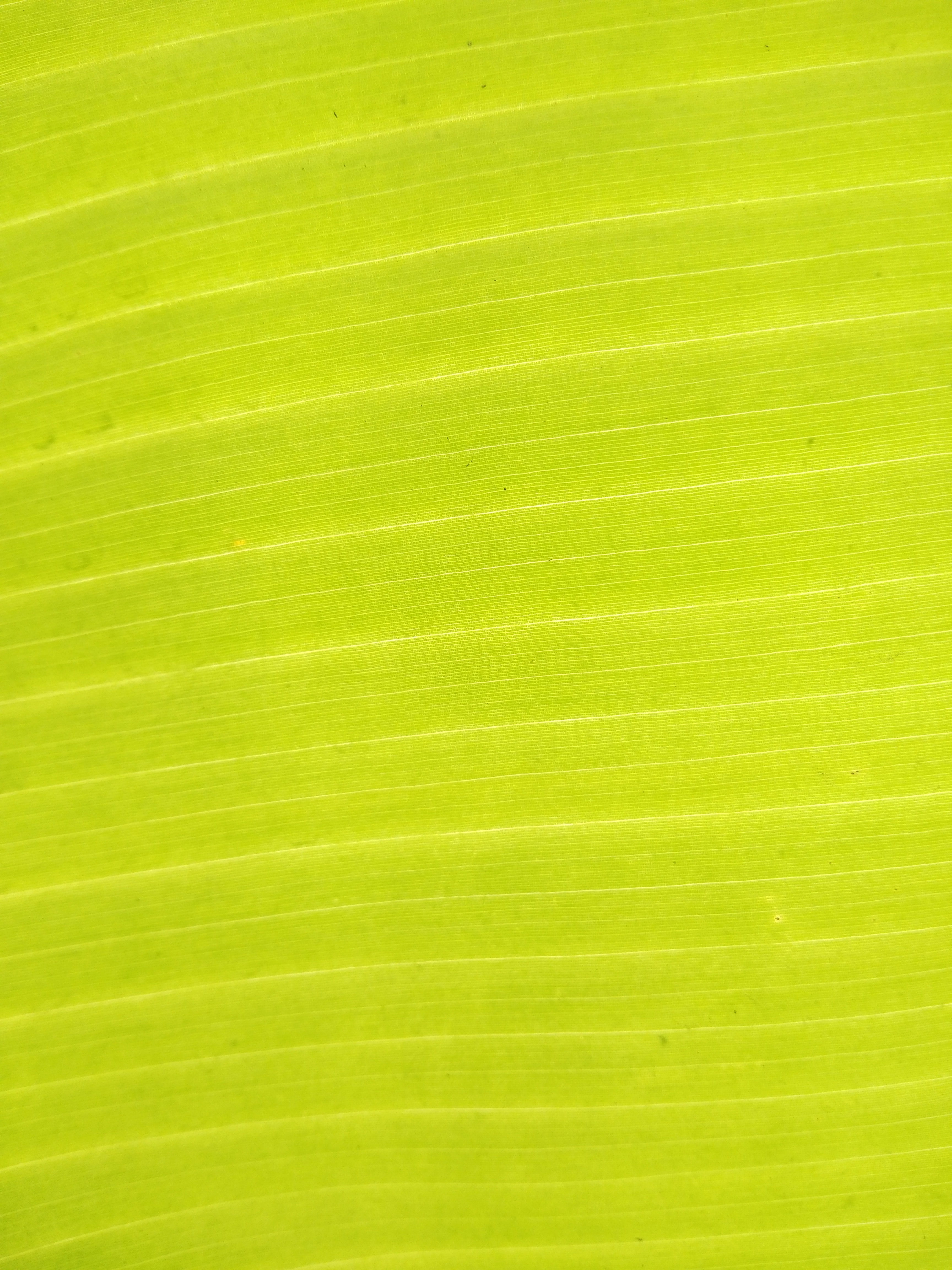 32k Wallpaper Plant leaf, sheet, macro, green