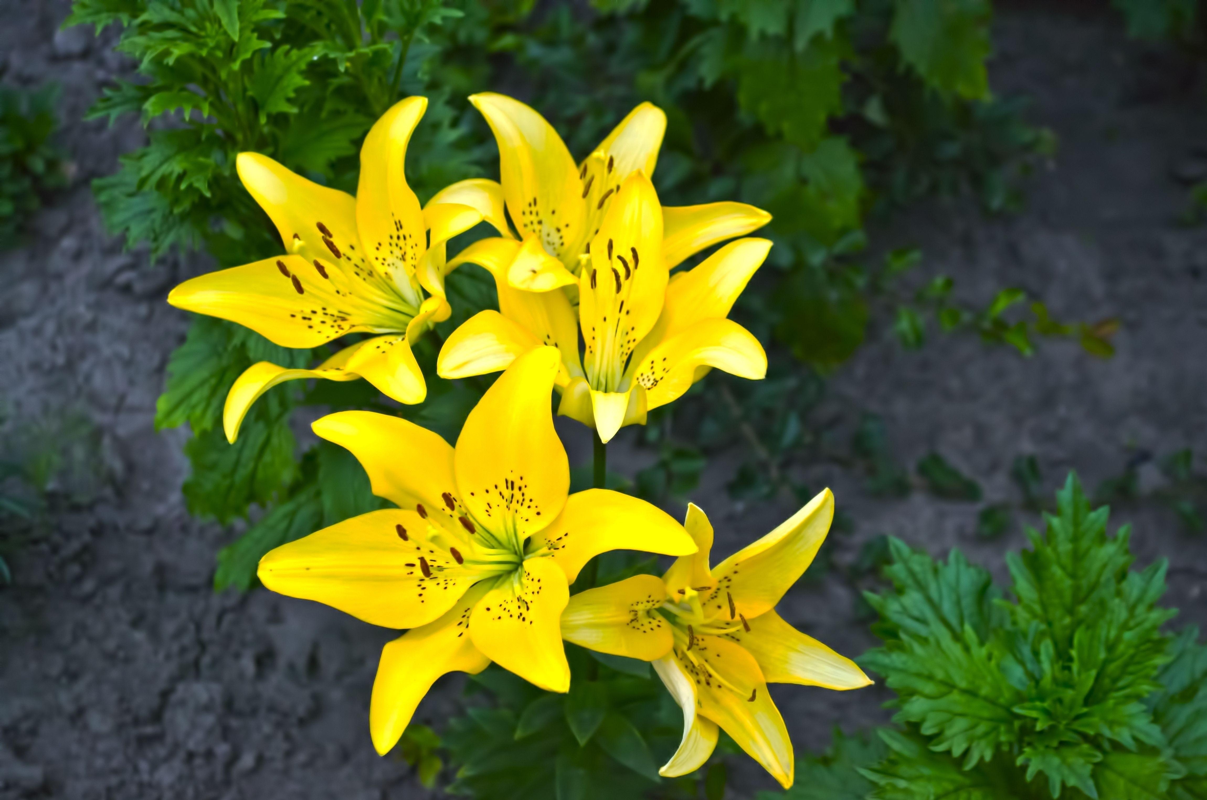 flower bed, flowers, lilies, yellow, flowerbed