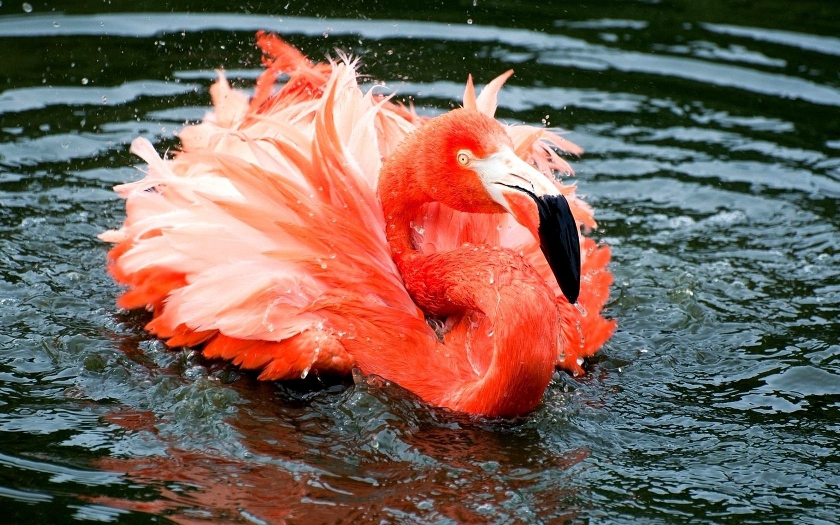Laden Sie das Tiere, Flüsse, Flamingo, Schwimmen, Feder, See-Bild kostenlos auf Ihren PC-Desktop herunter