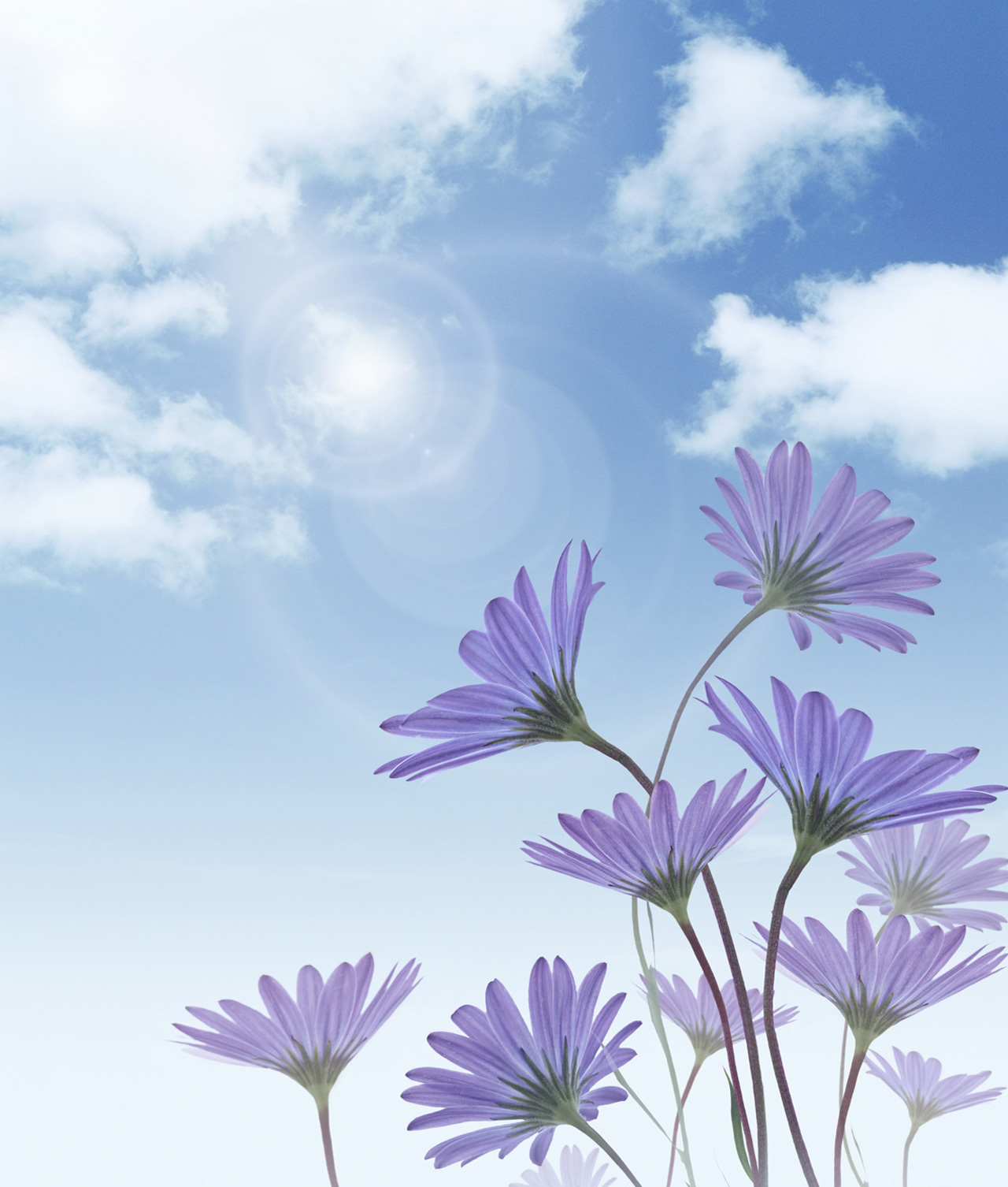 13203 télécharger le fond d'écran plantes, fleurs, sky, bleu - économiseurs d'écran et images gratuitement