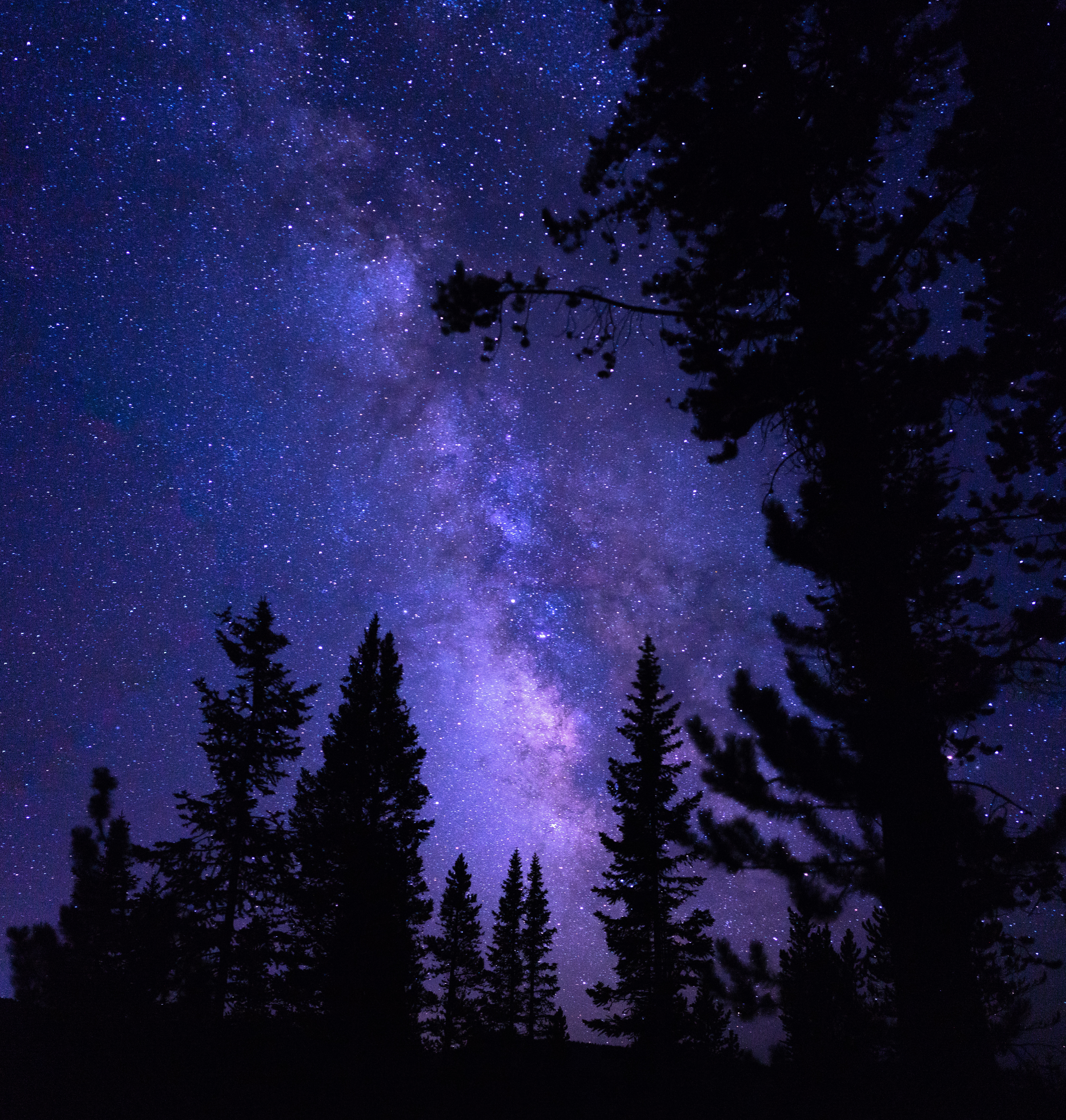 Starry Sky night, nature, pine, trees 4k Wallpaper