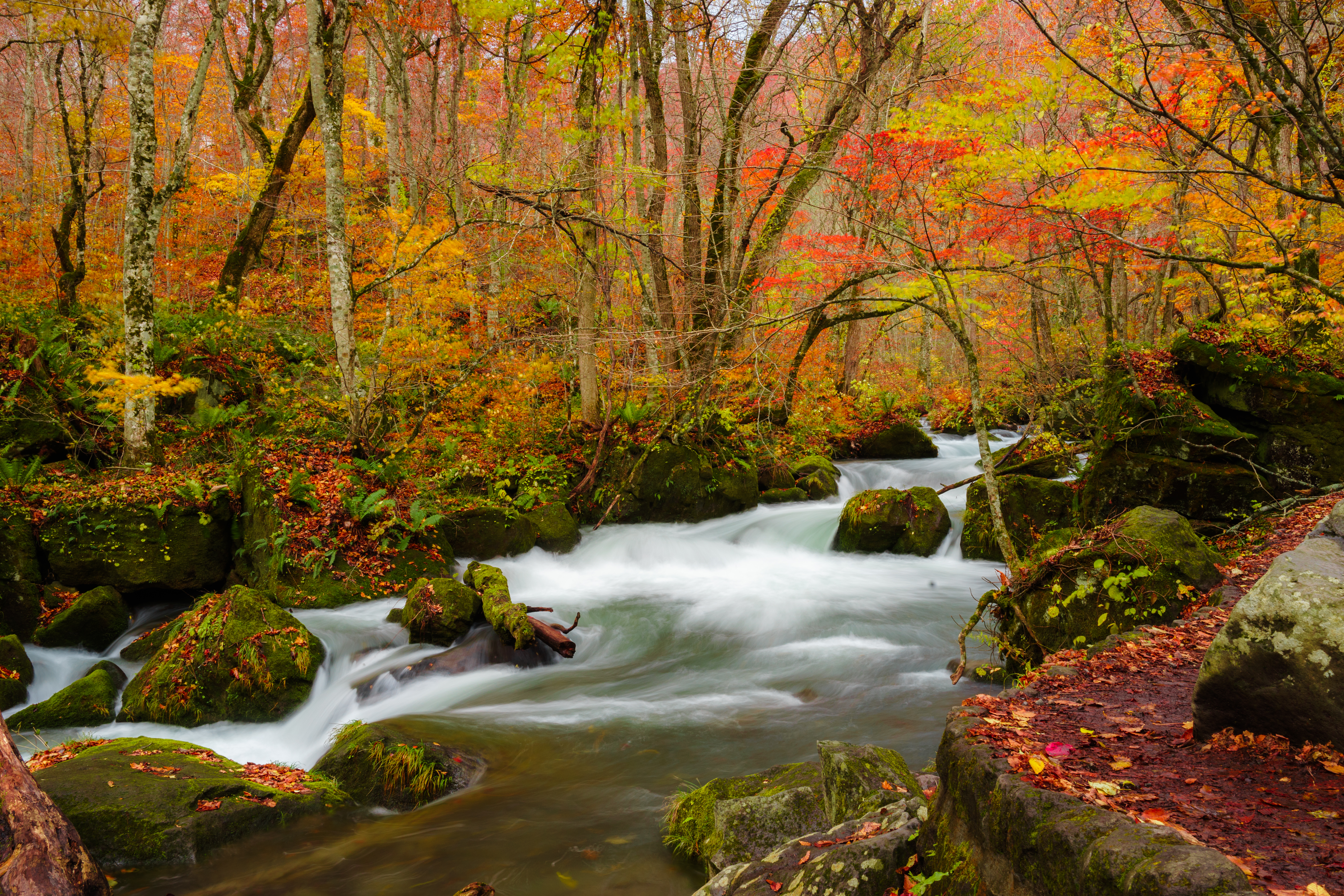54560 descargar fondo de pantalla naturaleza, ríos, árboles, otoño, hojas, flujo, corriente: protectores de pantalla e imágenes gratis