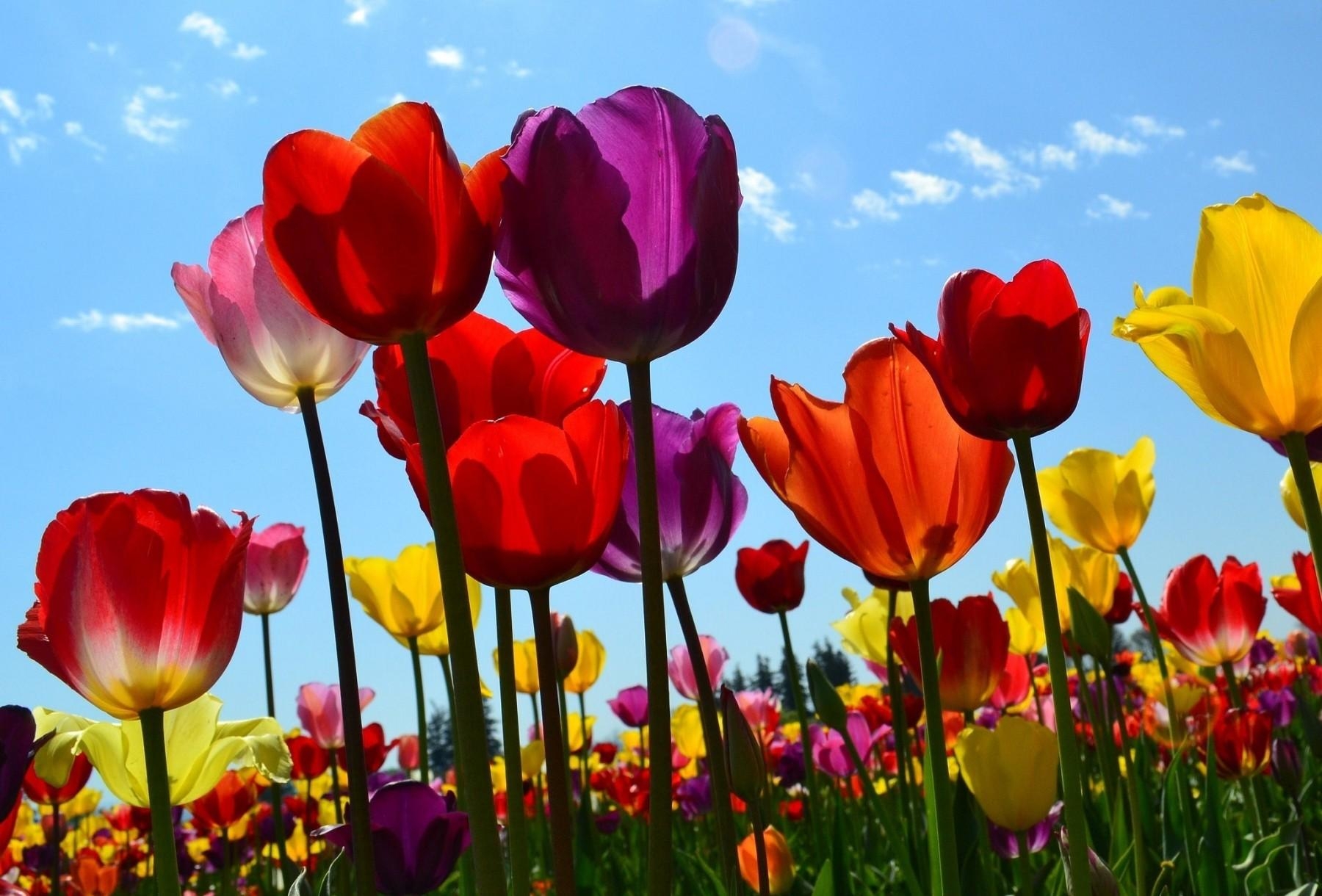 Laden Sie das Tulpen, Blumen, Sky, Clouds, Aufgelöst, Lose, Sonnig, Sonnigen-Bild kostenlos auf Ihren PC-Desktop herunter