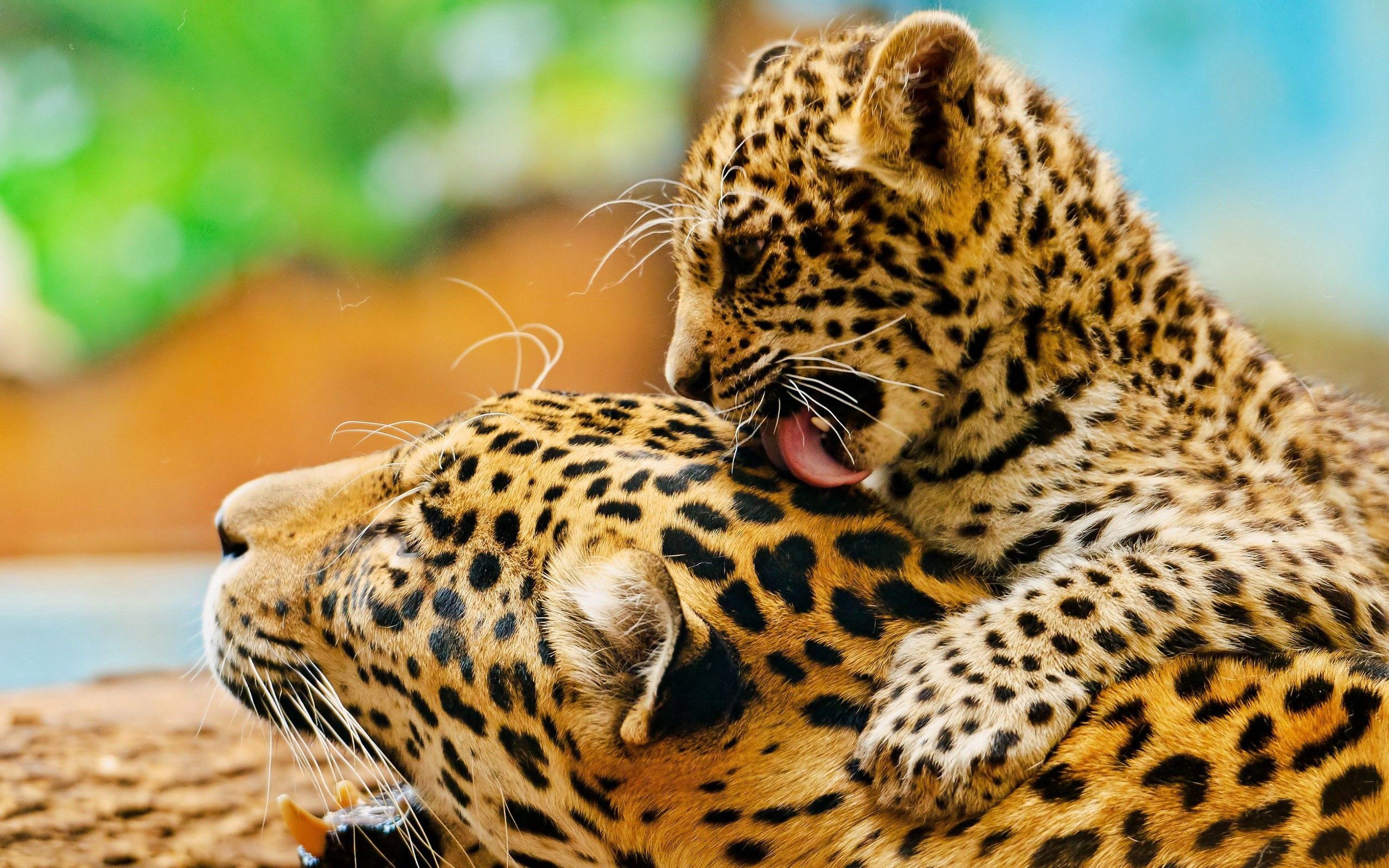 102074 Hintergrundbild herunterladen tiere, leopards, junge, paar, joey, leck deine lippen, lecken - Bildschirmschoner und Bilder kostenlos
