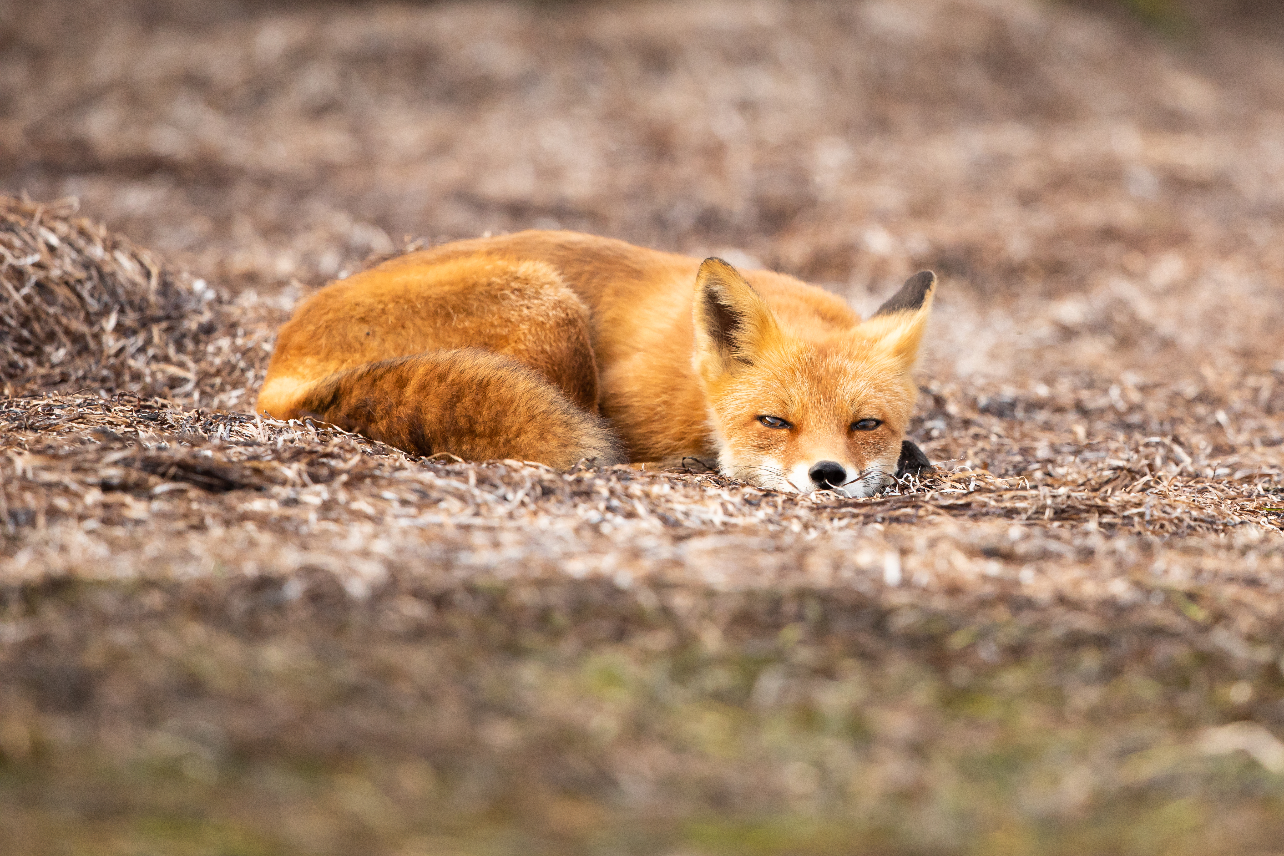 139881 Hintergrundbilder und Ein Fuchs Bilder auf dem Desktop. Laden Sie rot, wilde natur, wildlife, tier Bildschirmschoner kostenlos auf den PC herunter
