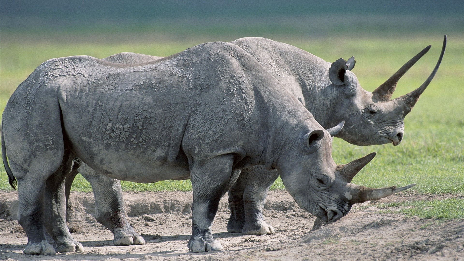 HD desktop wallpaper: Animal, Rhino download free picture #1455092