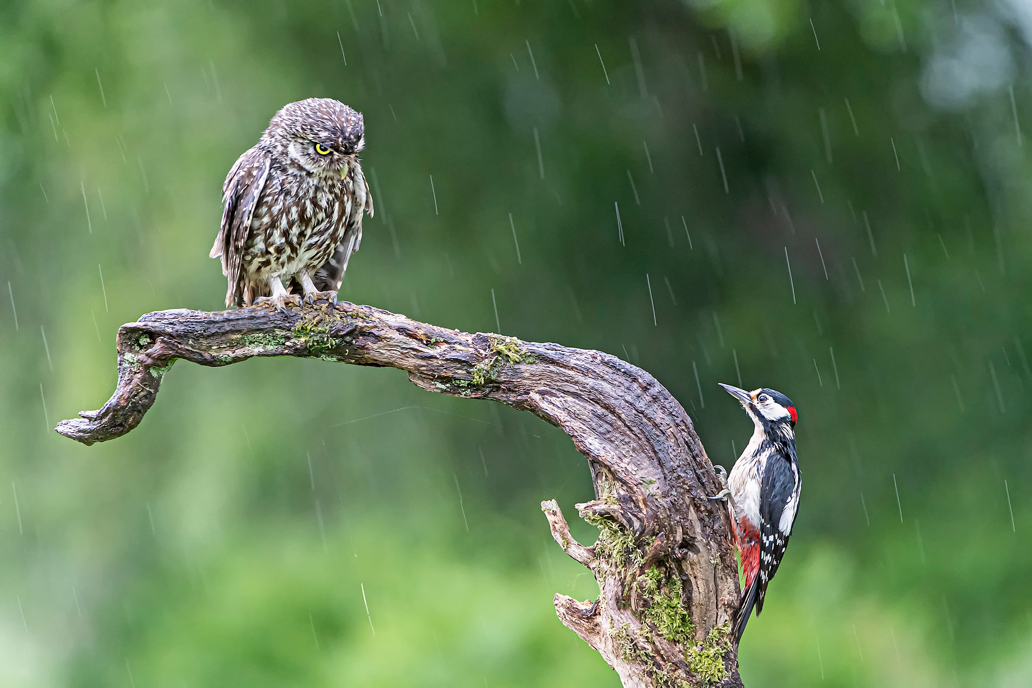 HD desktop wallpaper: Birds, Rain, Owl, Bird, Animal, Woodpecker download  free picture #476366