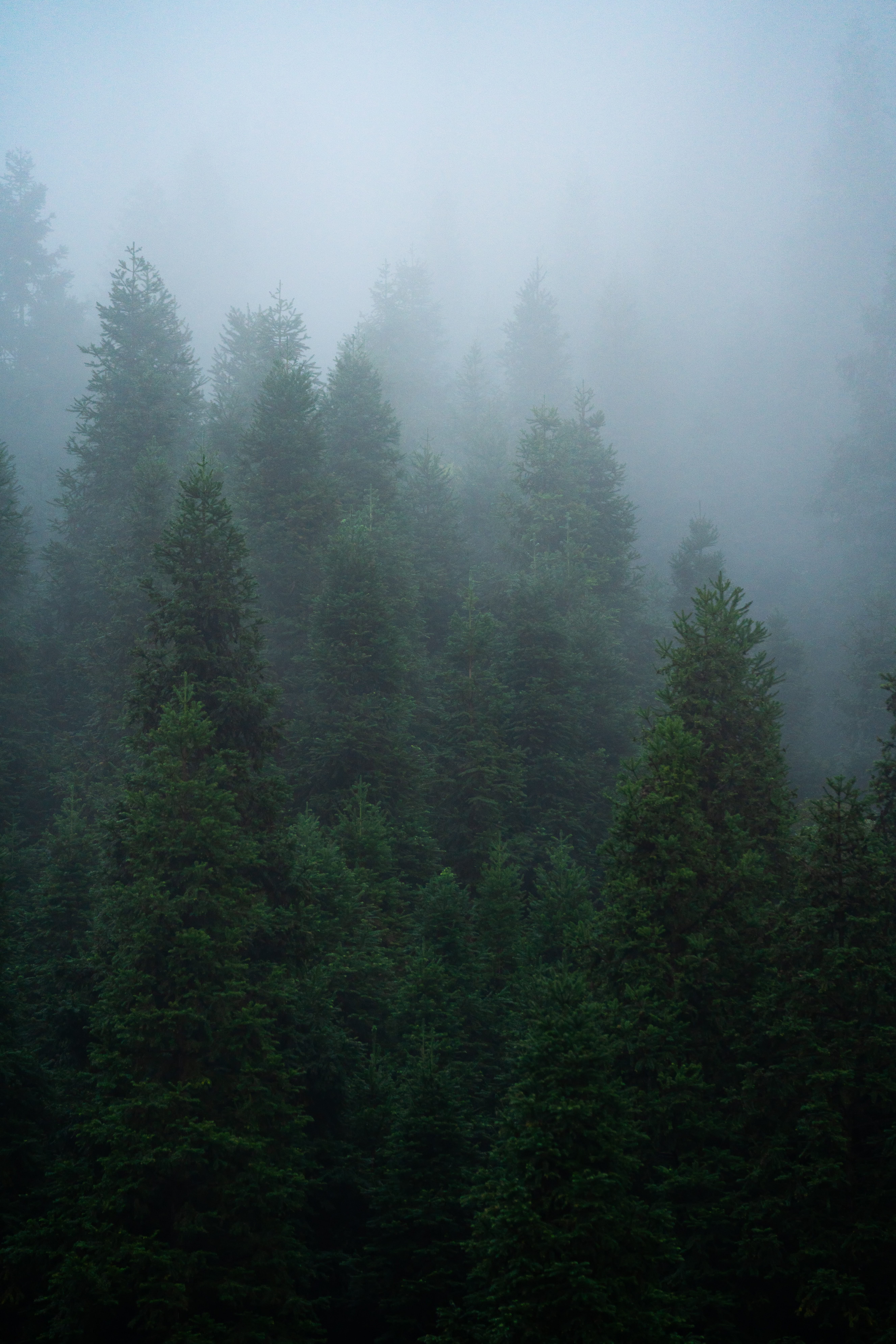 137058 скачать обои деревья, природа, лес, туман, ель - заставки и картинки бесплатно