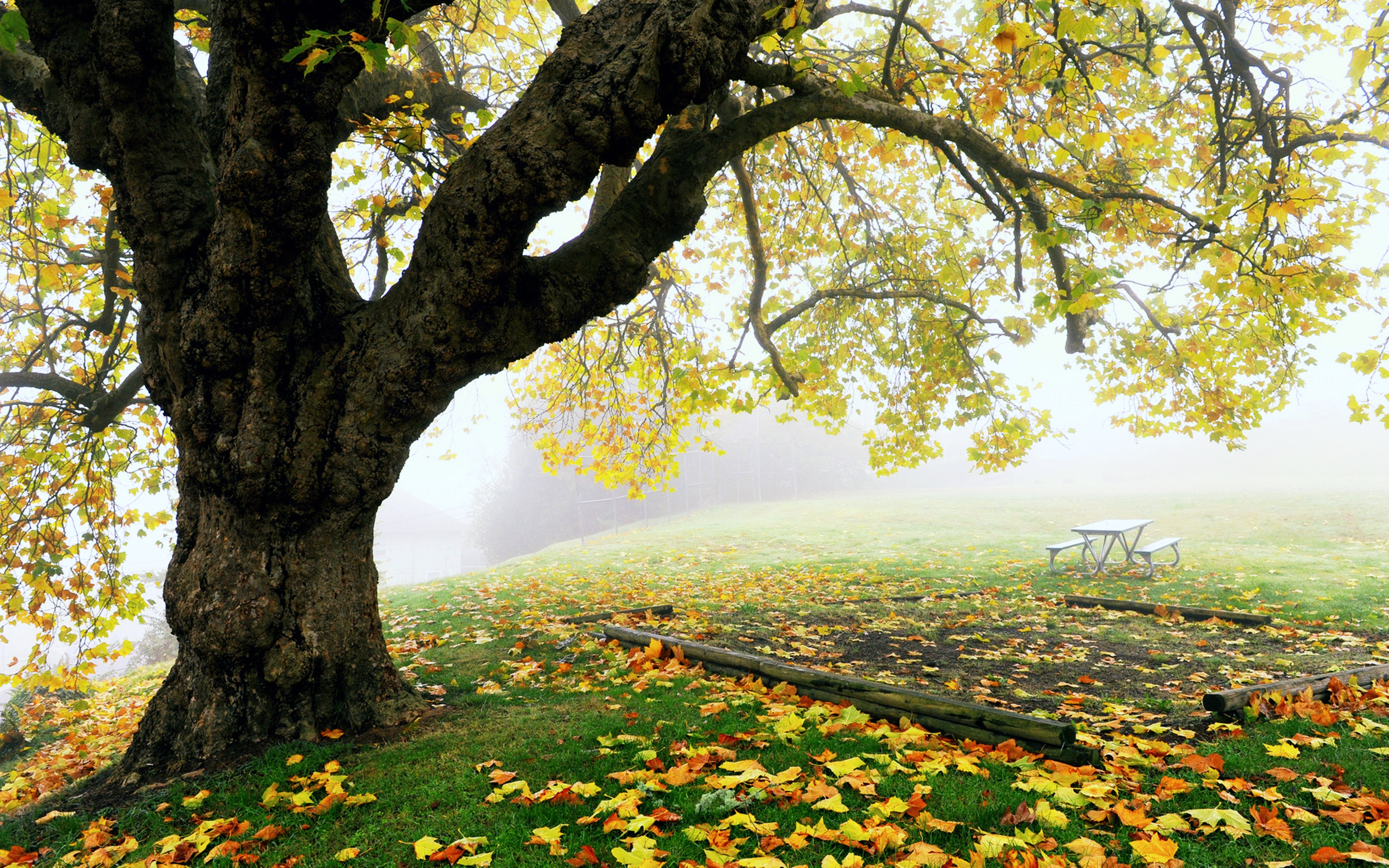 358485 免費下載壁紙 自然, 树, 秋季, 雾, 叶子, 公园, 树木 屏保和圖片