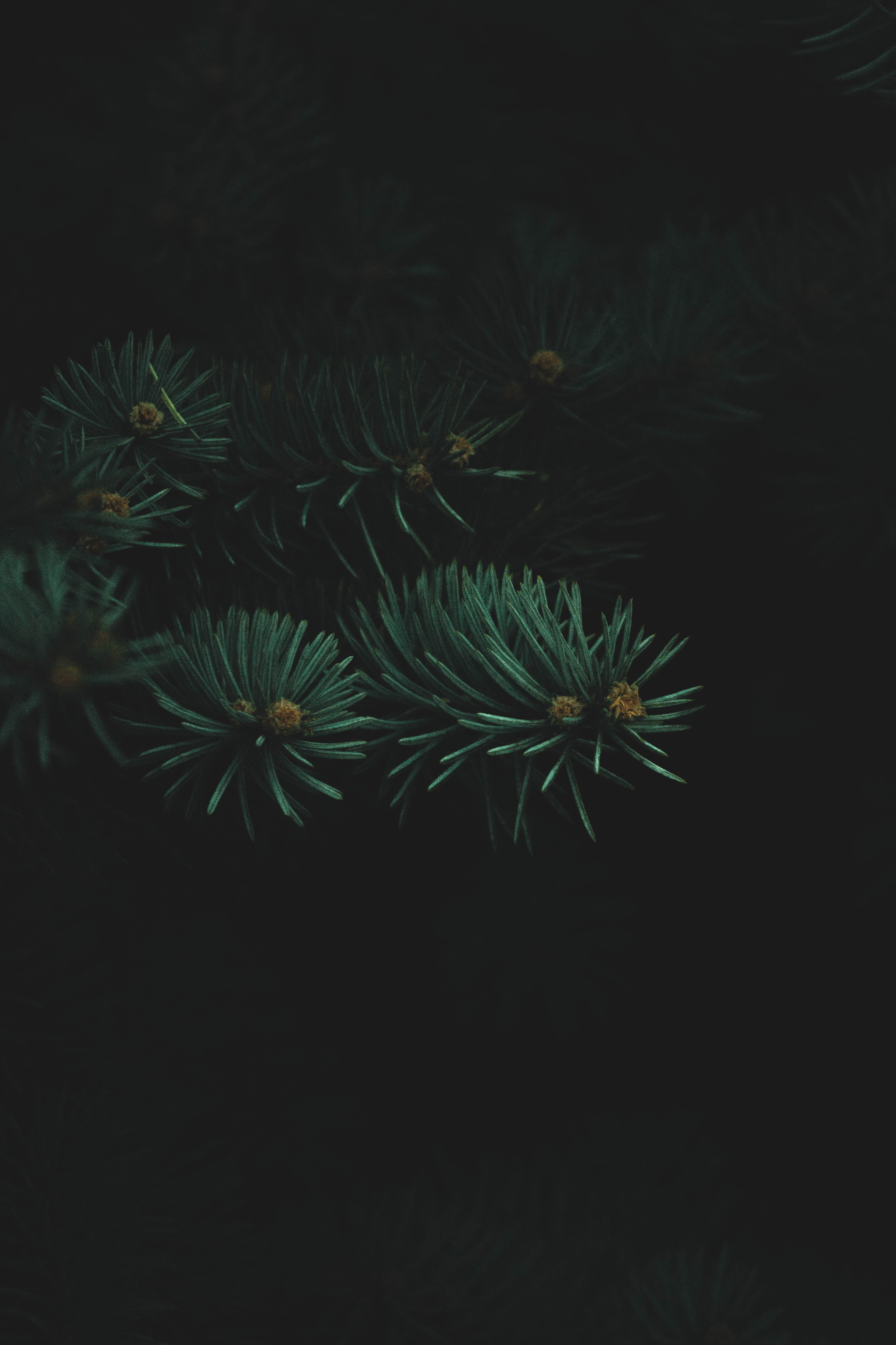 android needle, dark, branch, thick, needles, christmas tree
