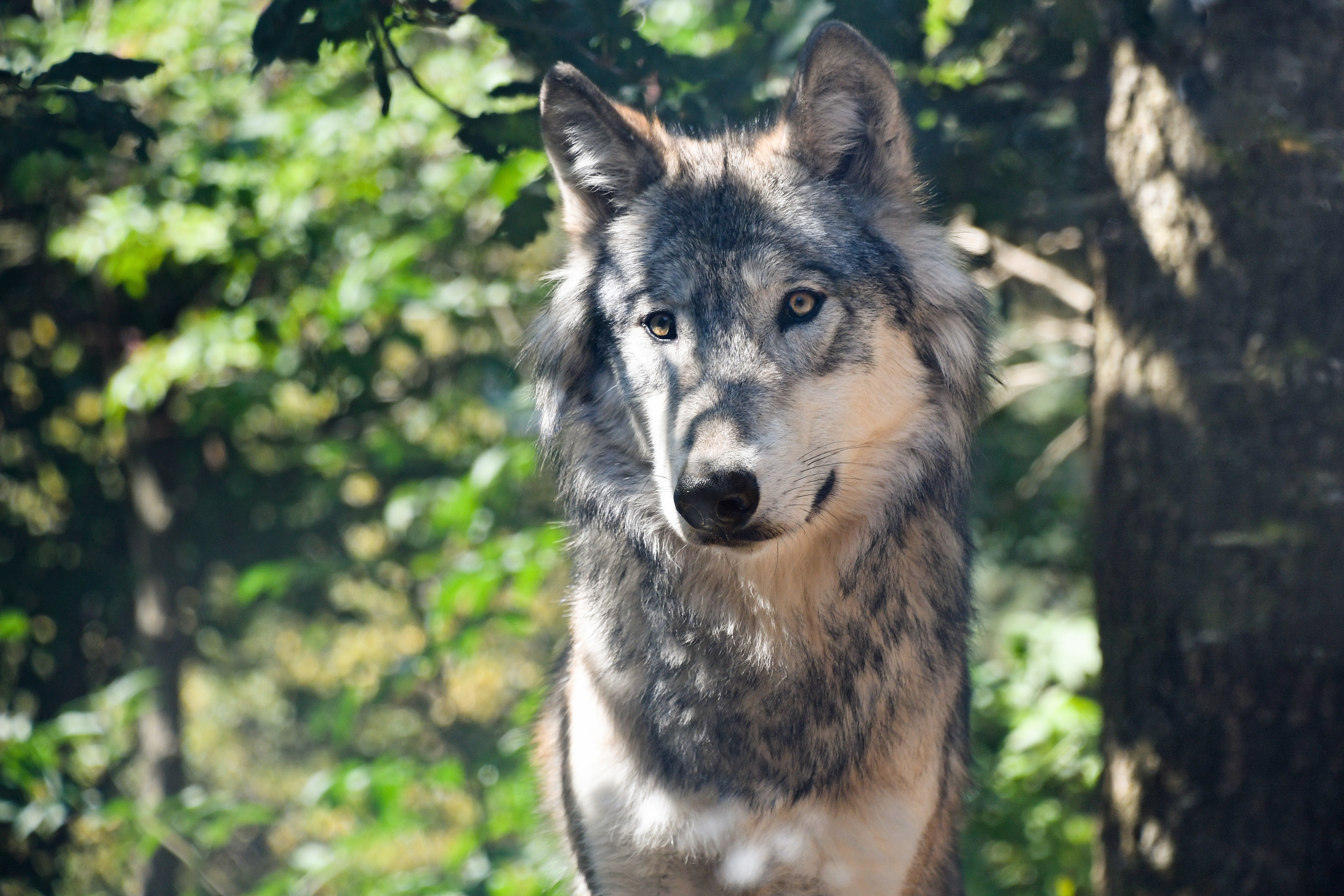 54830 Bild herunterladen tiere, schnauze, raubtier, predator, wolf - Hintergrundbilder und Bildschirmschoner kostenlos
