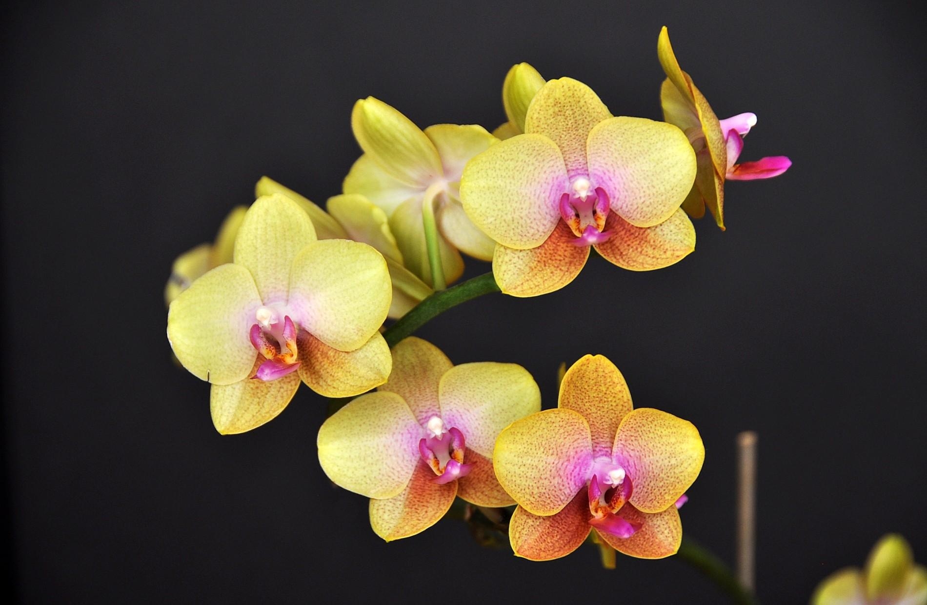 84062 Bild herunterladen blumen, gelb, blume, ast, zweig, schwarzer hintergrund, orchidee, orchid - Hintergrundbilder und Bildschirmschoner kostenlos