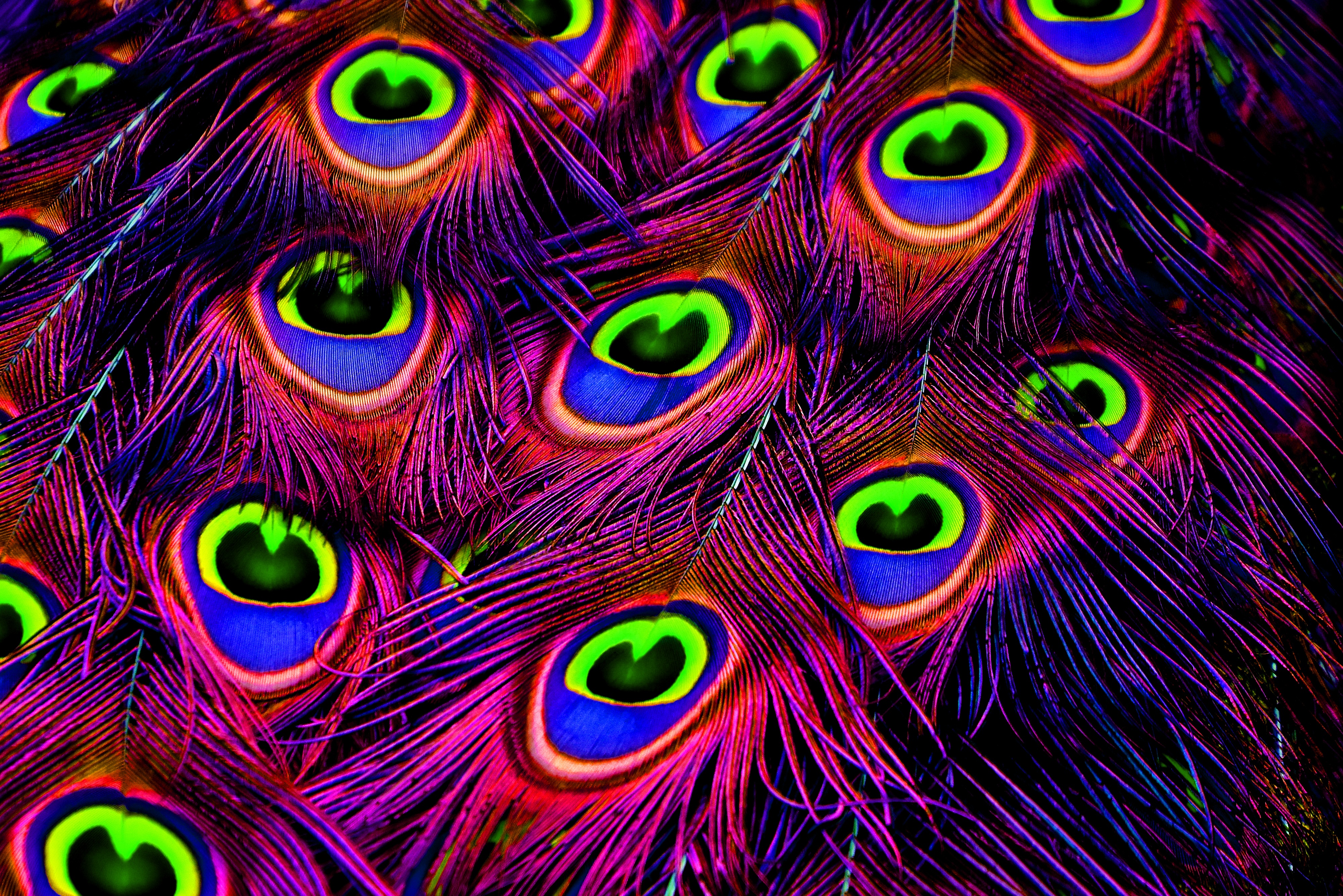 peacock, feather, bright, texture, textures, photoshop 4K Ultra
