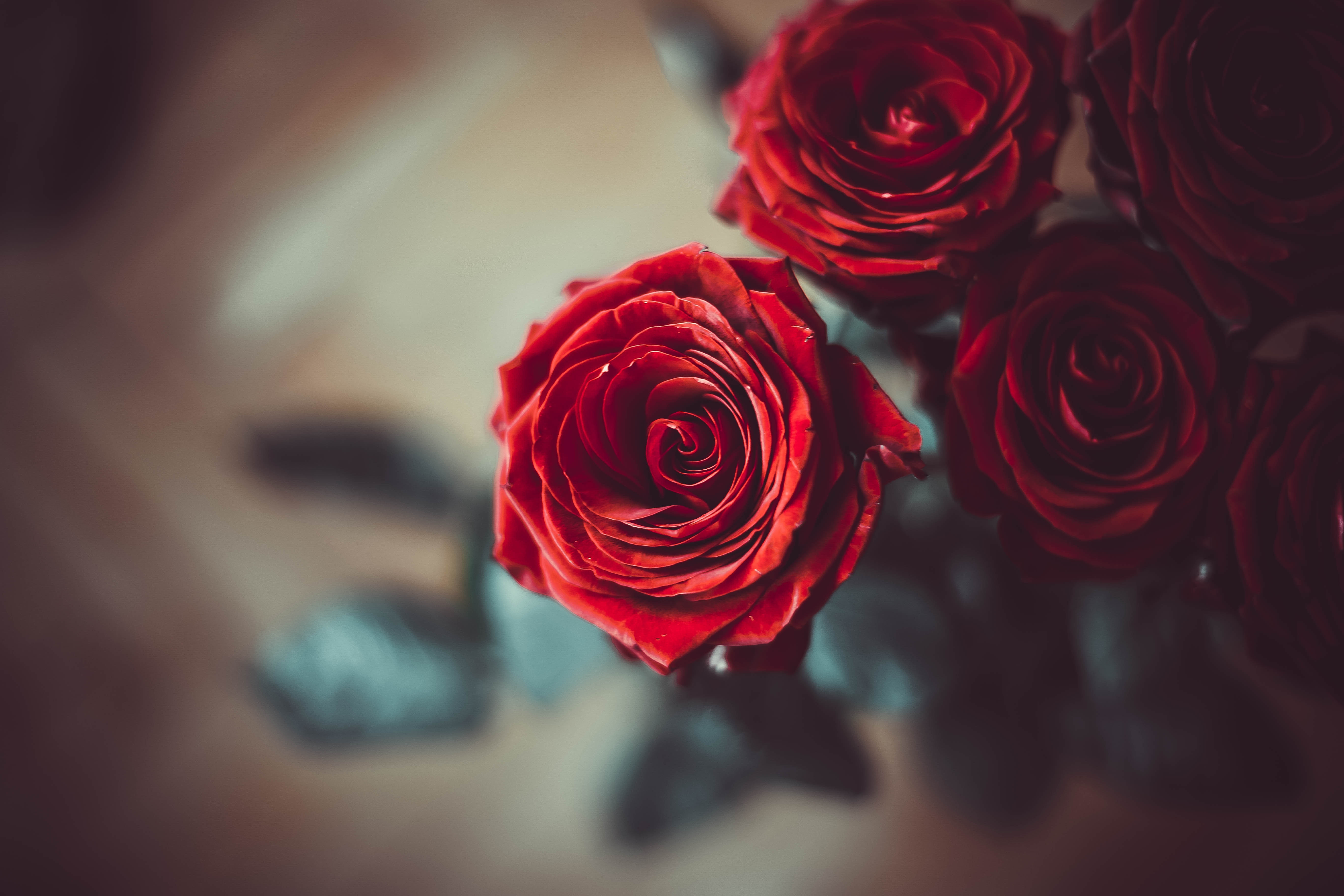 rose, rose flower, flowers, red, flower, petals, bud, blur, smooth