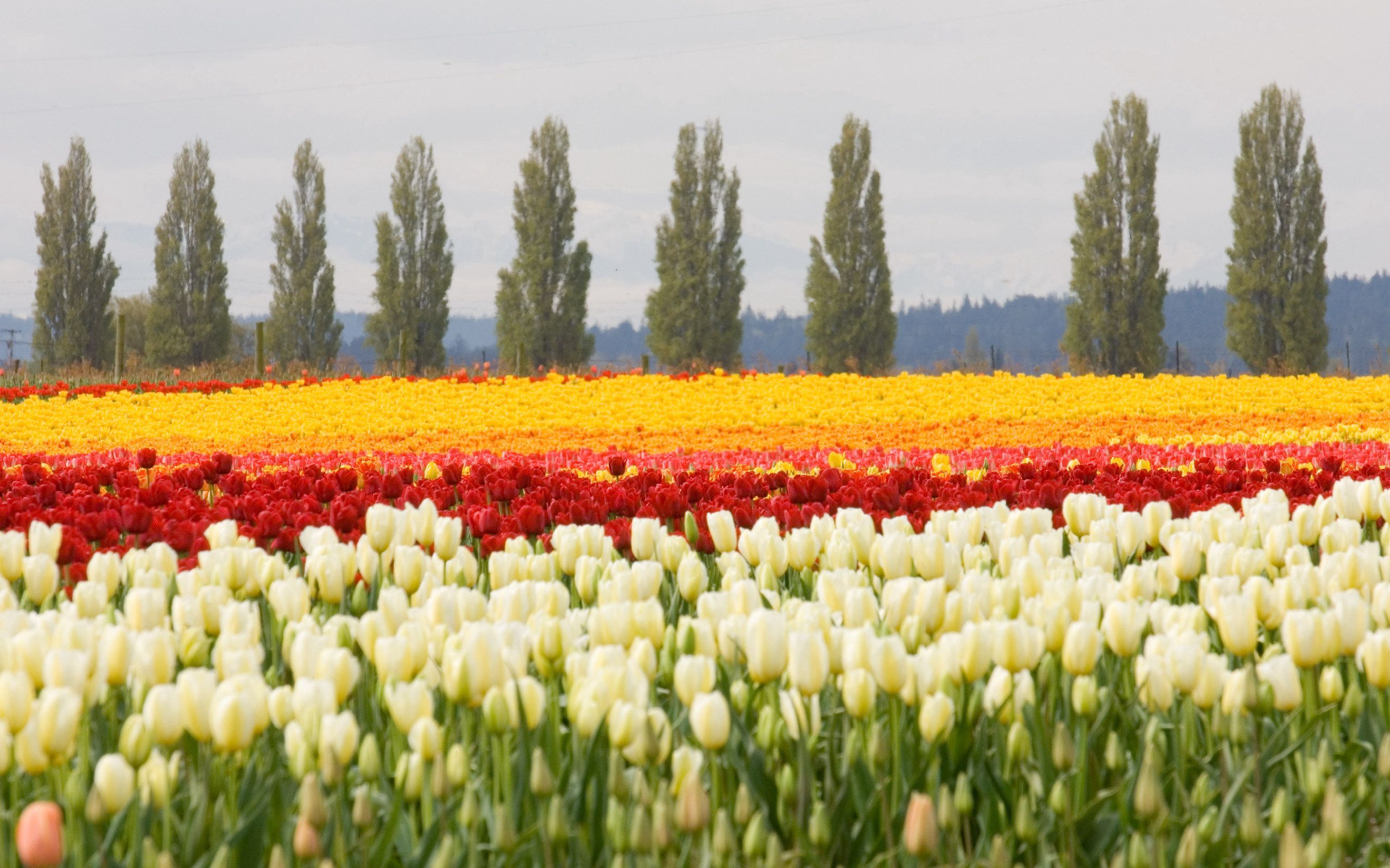 Handy-Wallpaper Natur, Blumen, Bäume, Tulpen, Blumenbeet, Feld kostenlos herunterladen.
