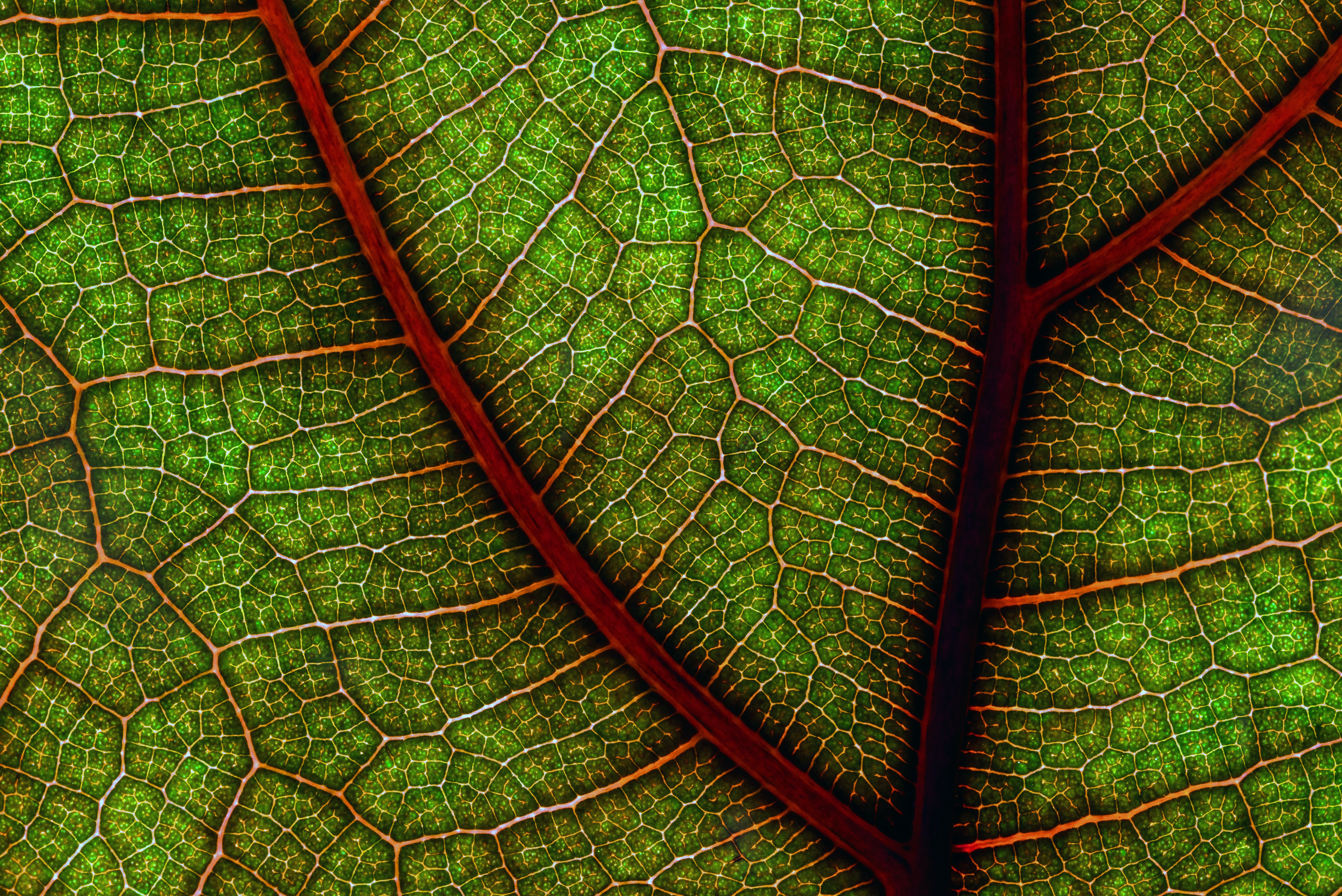 Cool HD Wallpaper leaf, sheet, macro, cracks