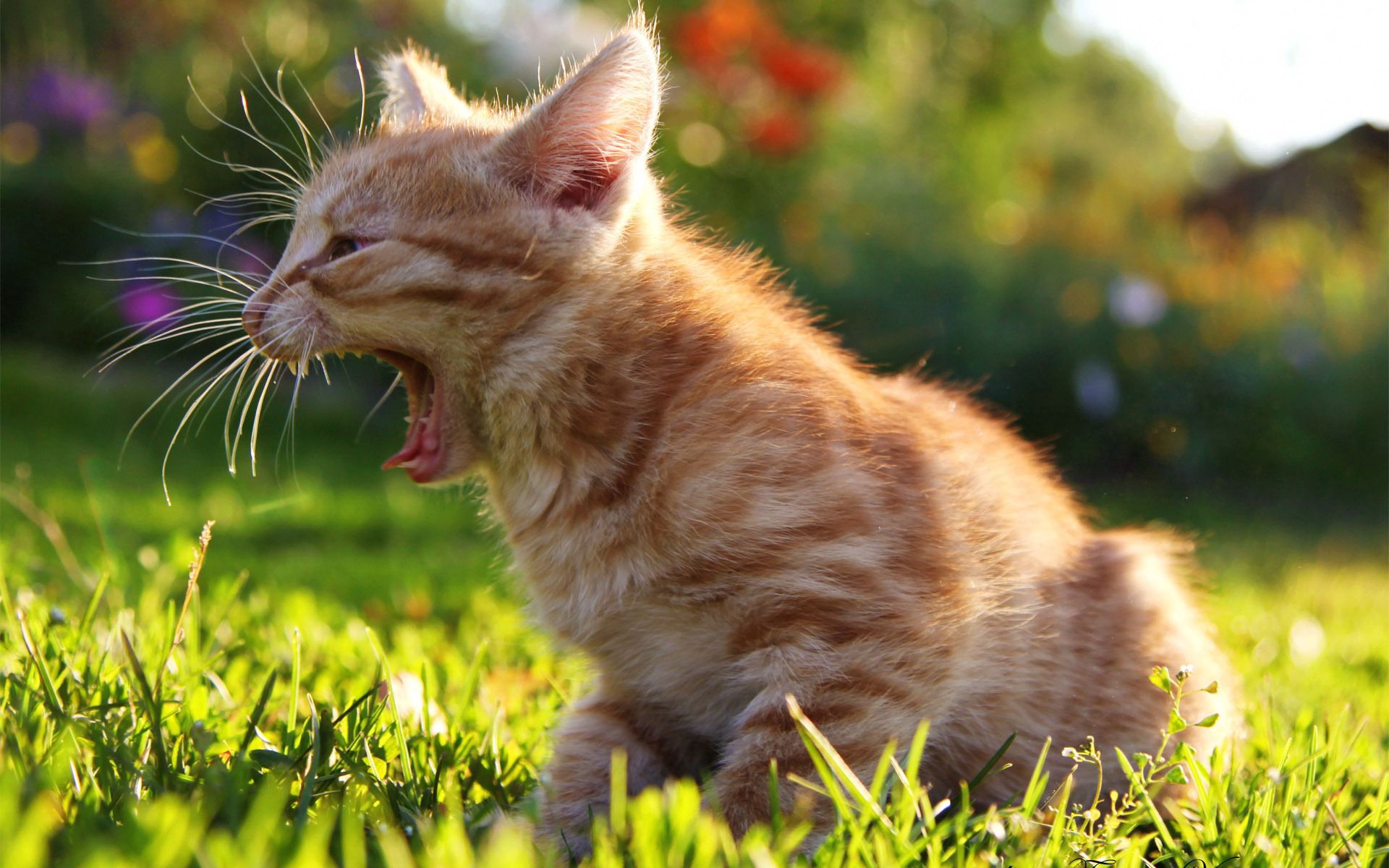 61643 3840x2160 PC pictures for free, download cry, kitty, animals, kitten 3840x2160 wallpapers on your desktop