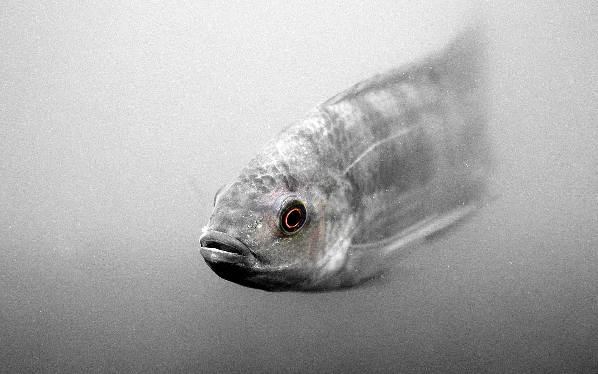 Mobile Wallpaper Fish 