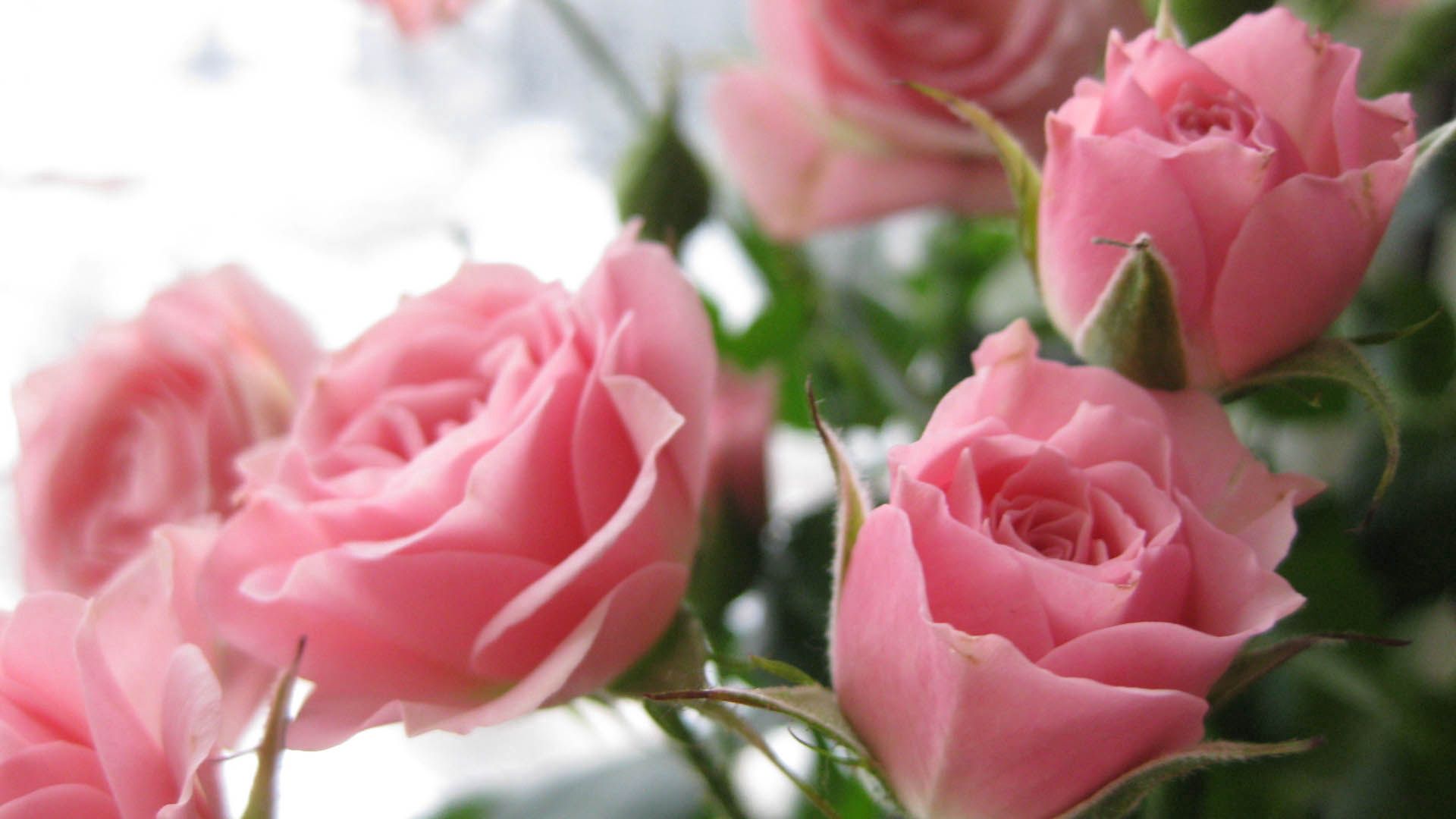 106676 Bild herunterladen blumen, roses, rosa, blütenblätter, knospen - Hintergrundbilder und Bildschirmschoner kostenlos