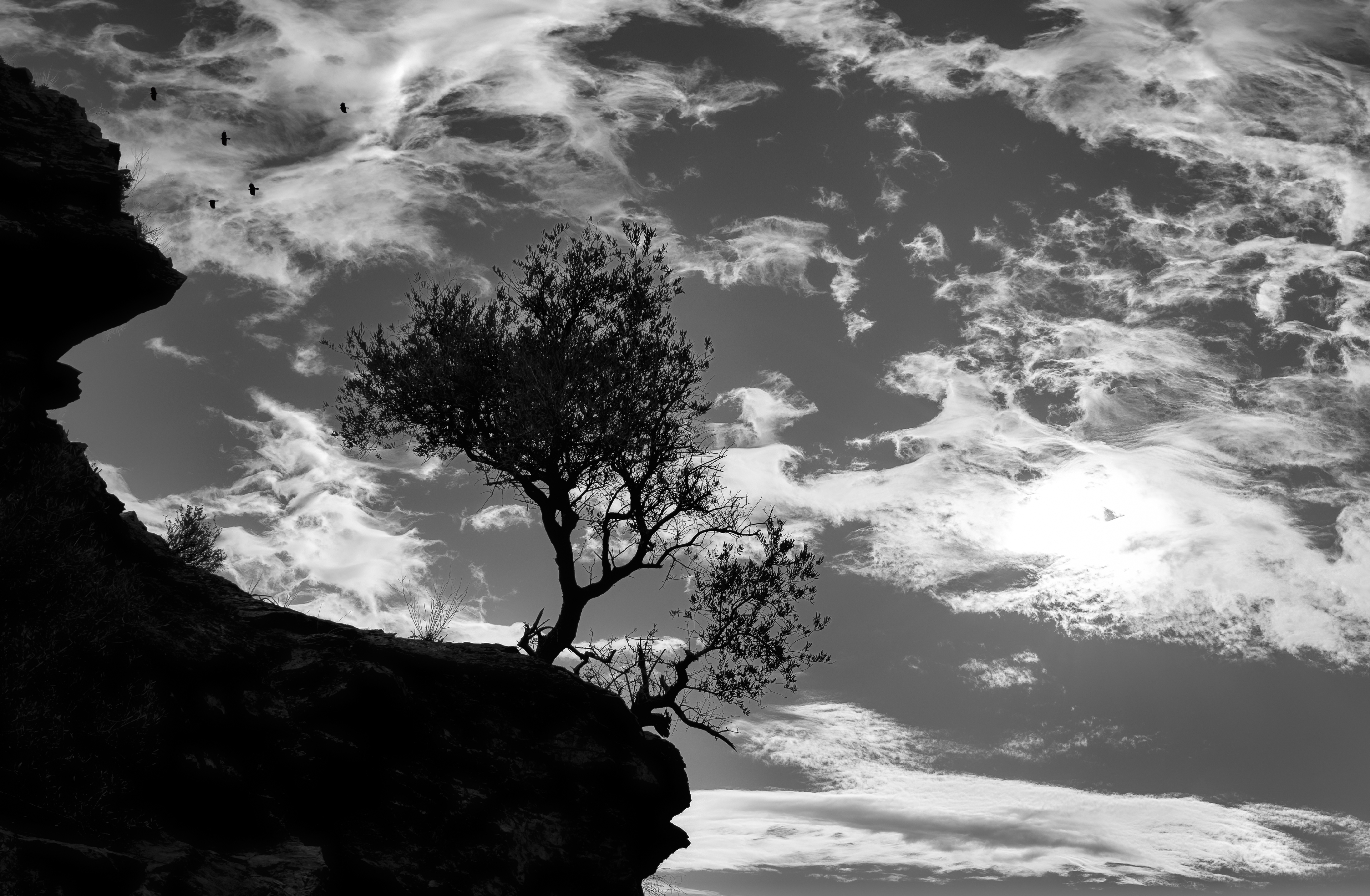 black, black and white, silhouettes, nature, trees, break, precipice QHD