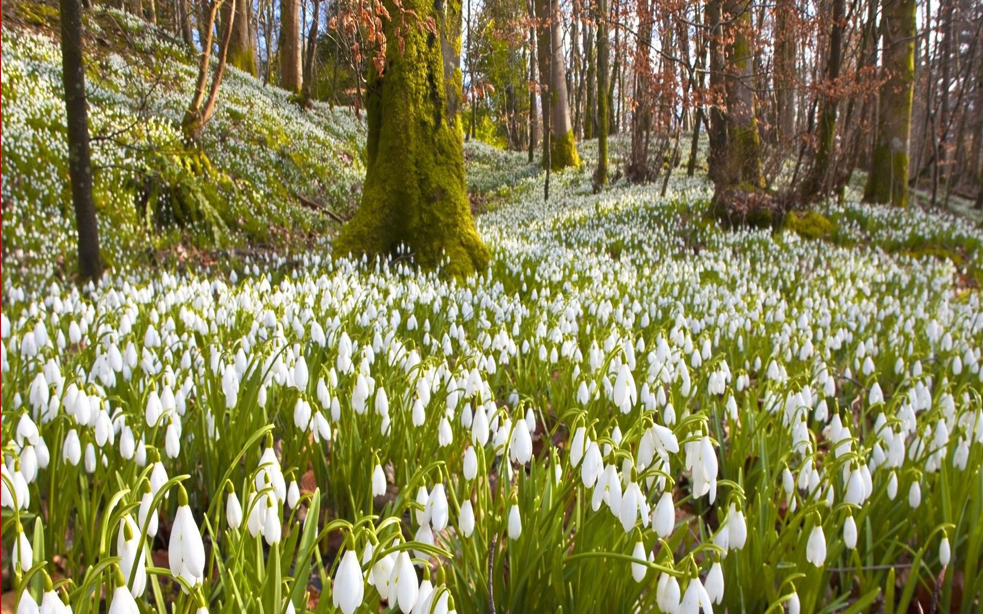 Snowdrops grass, flowers, nature, trees Free Stock Photos