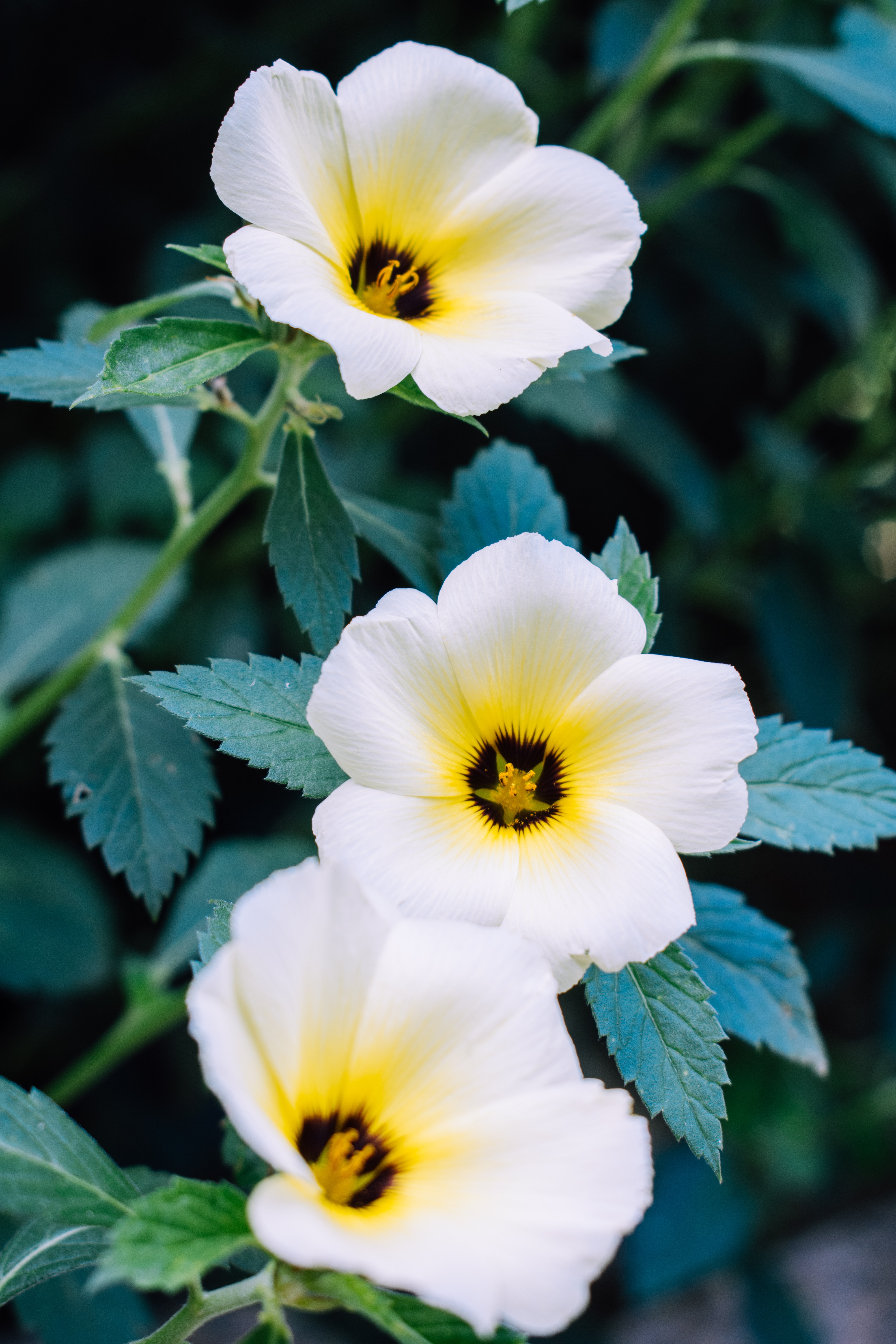 135238 download wallpaper flowers, pansies, white, plant screensavers and pictures for free