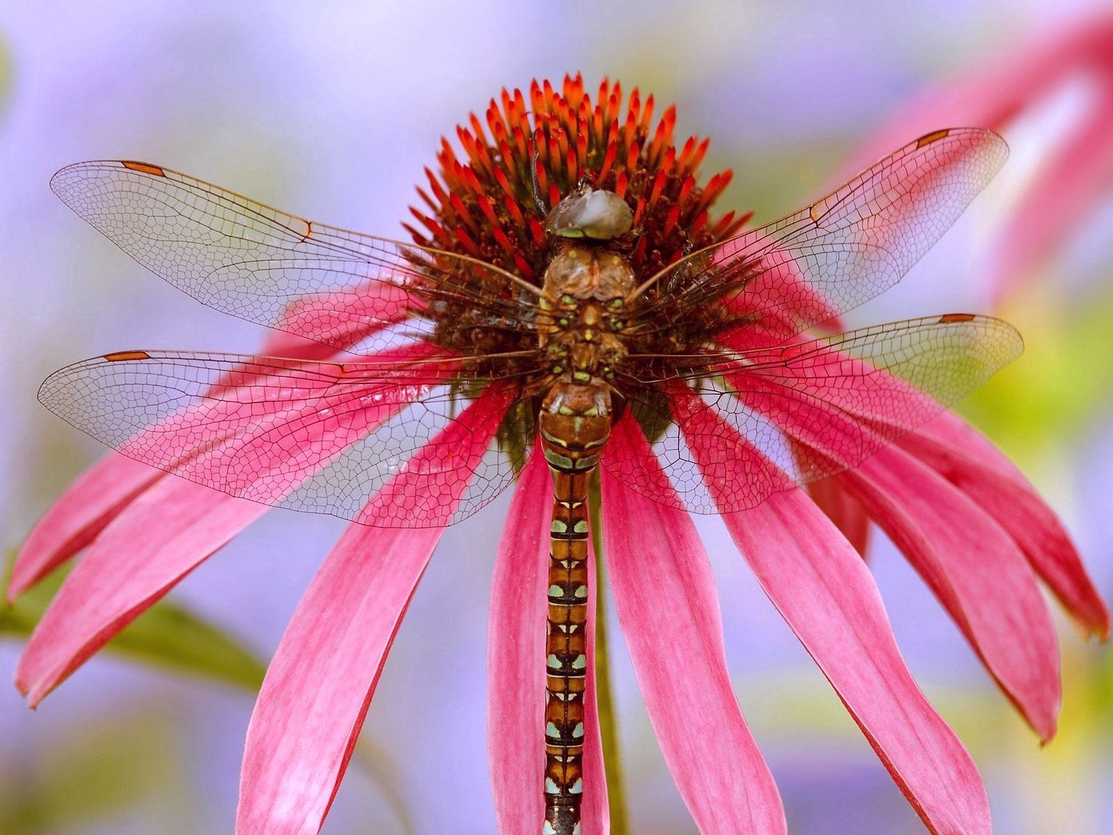 Laden Sie das Farbe, Blume, Makro, Insekt, Flügel-Bild kostenlos auf Ihren PC-Desktop herunter