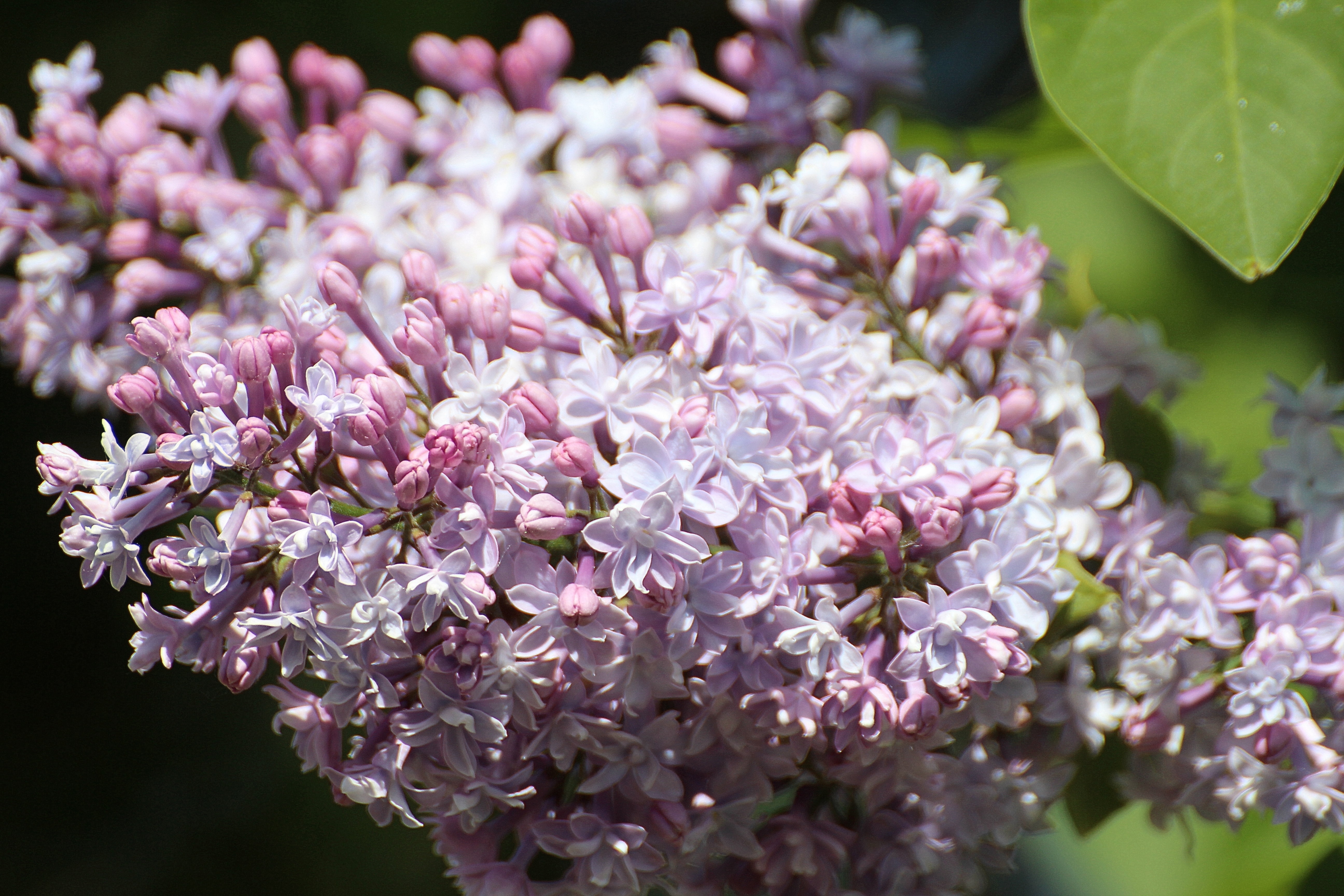 Laden Sie das Blumen, Lilac, Ast, Zweig-Bild kostenlos auf Ihren PC-Desktop herunter