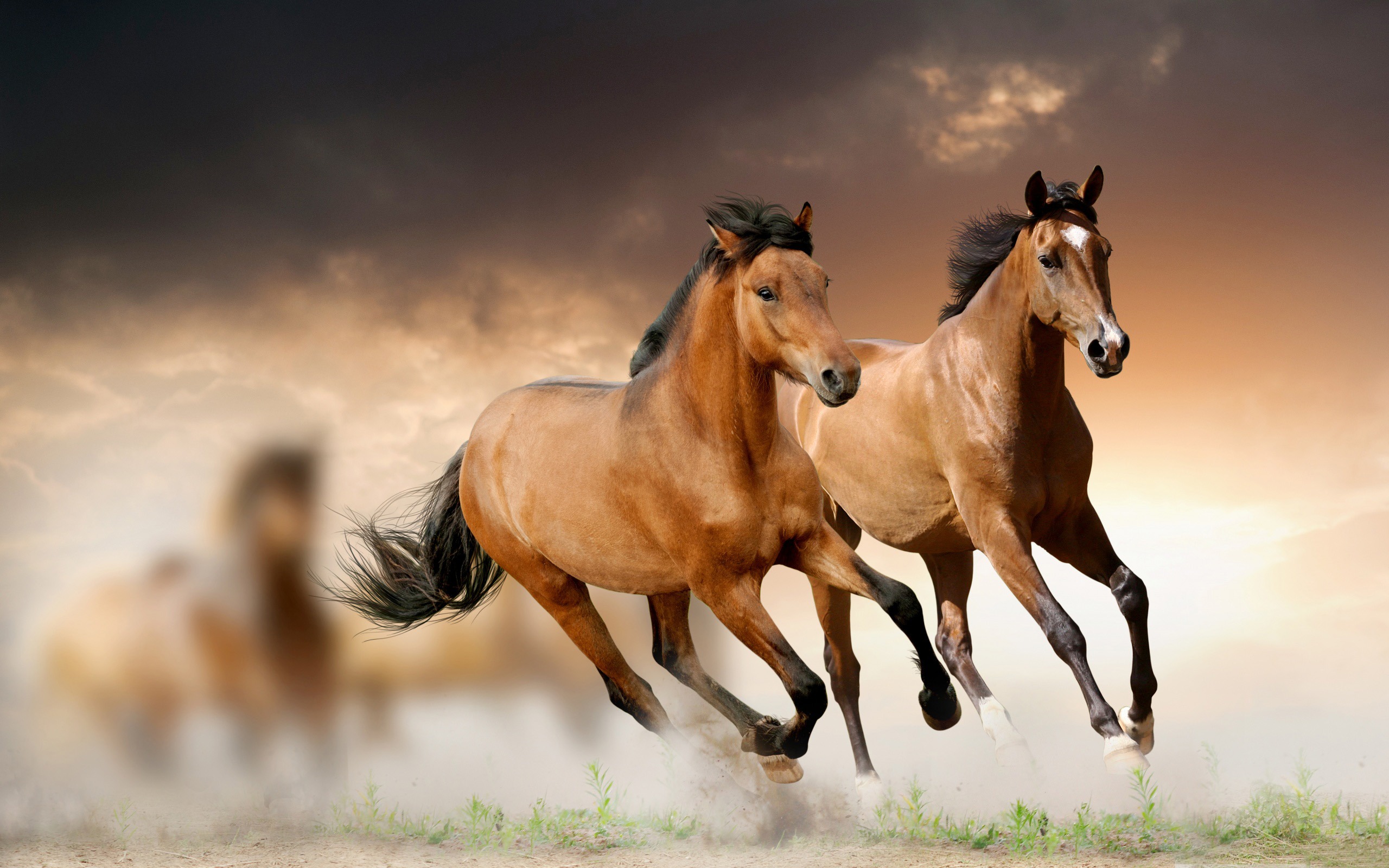 Latest Mobile Wallpaper horse, animal, blur
