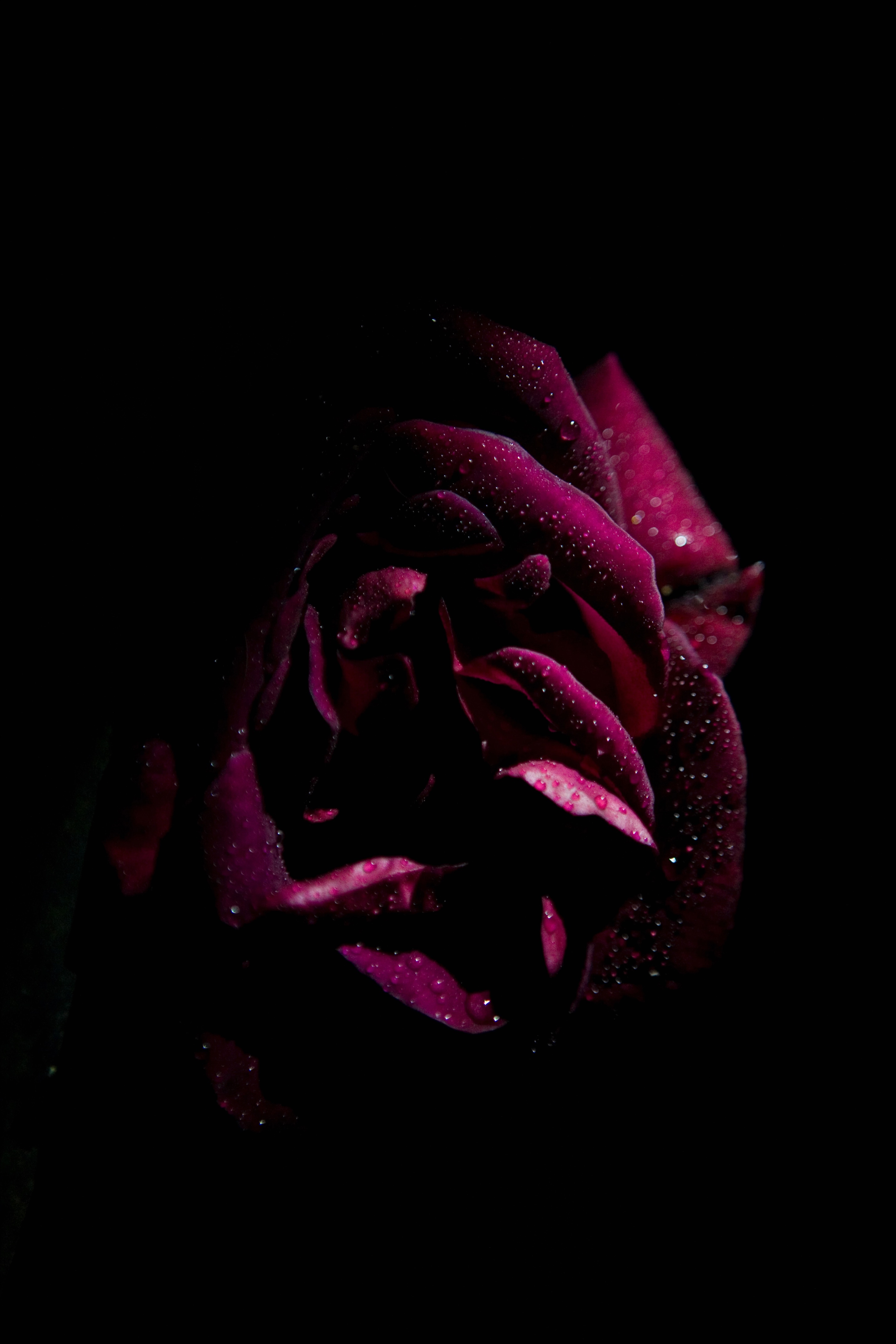 drops, dark, rose flower, rose, petals, moisture
