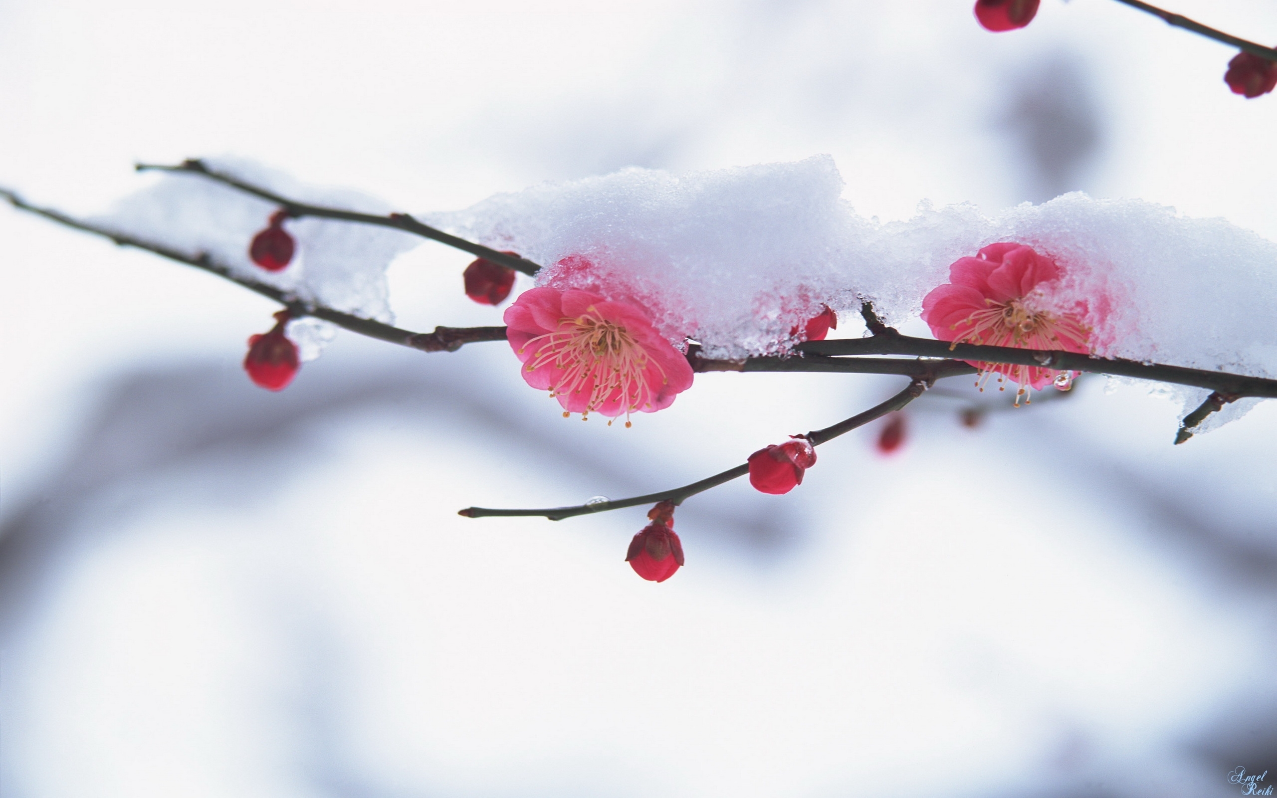563 Hintergrundbild herunterladen pflanzen, winter, blumen, schnee, weiß - Bildschirmschoner und Bilder kostenlos