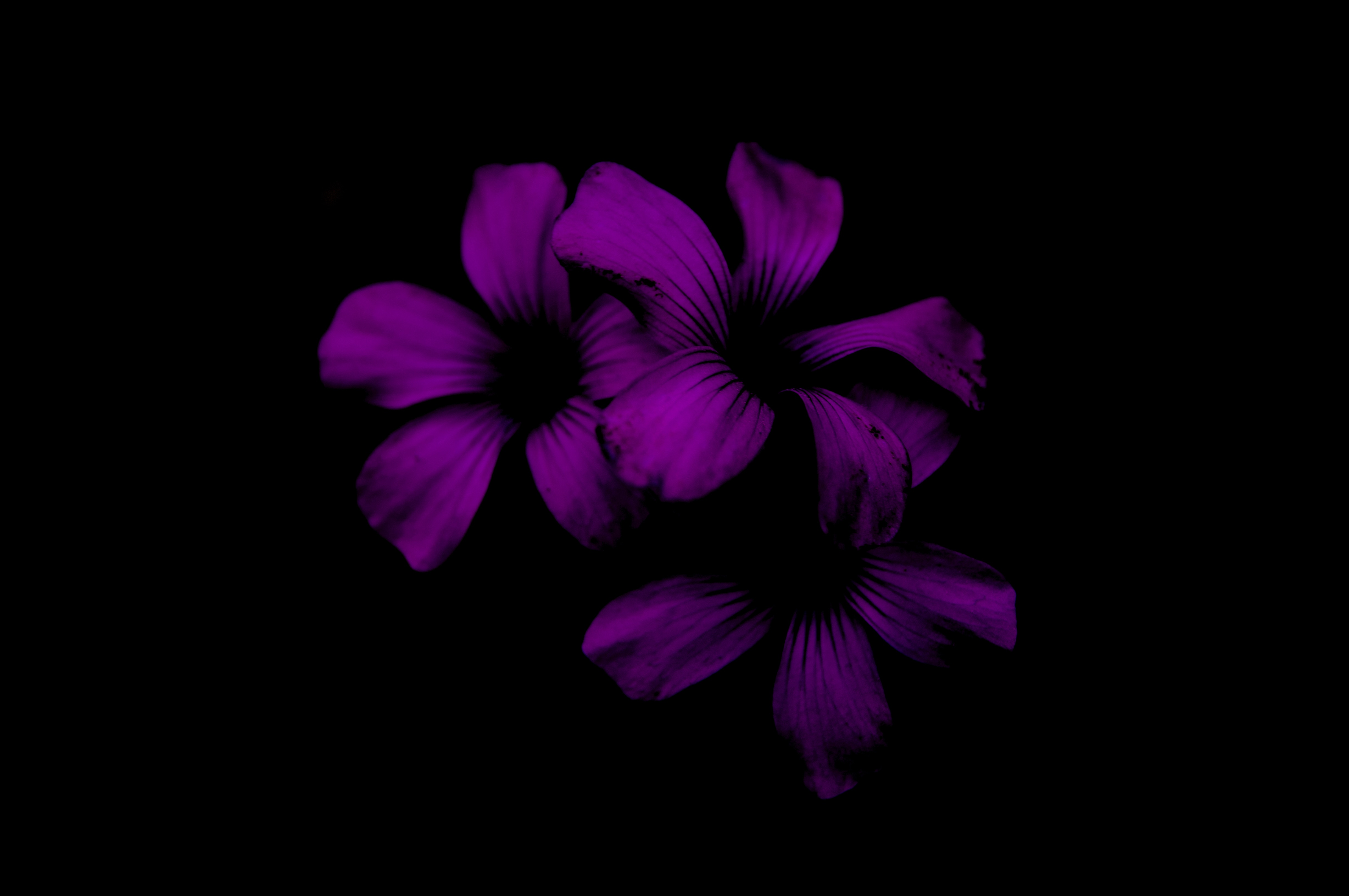 111972 Bild herunterladen lilac, übernachtung, violett, blume, dunkel, lila - Hintergrundbilder und Bildschirmschoner kostenlos