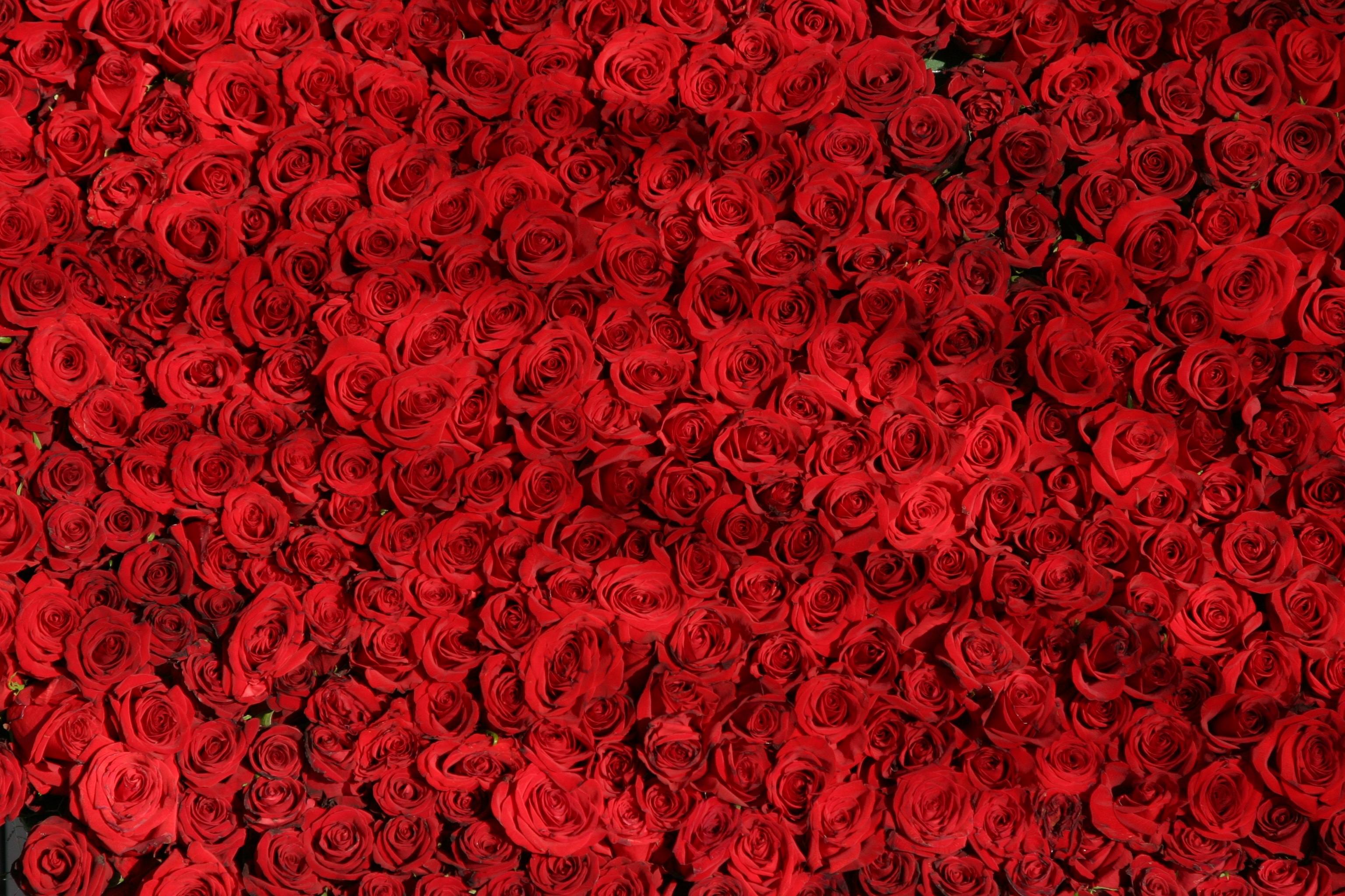 56524 Hintergrundbild herunterladen blumen, roses, rot, oberfläche, viel - Bildschirmschoner und Bilder kostenlos
