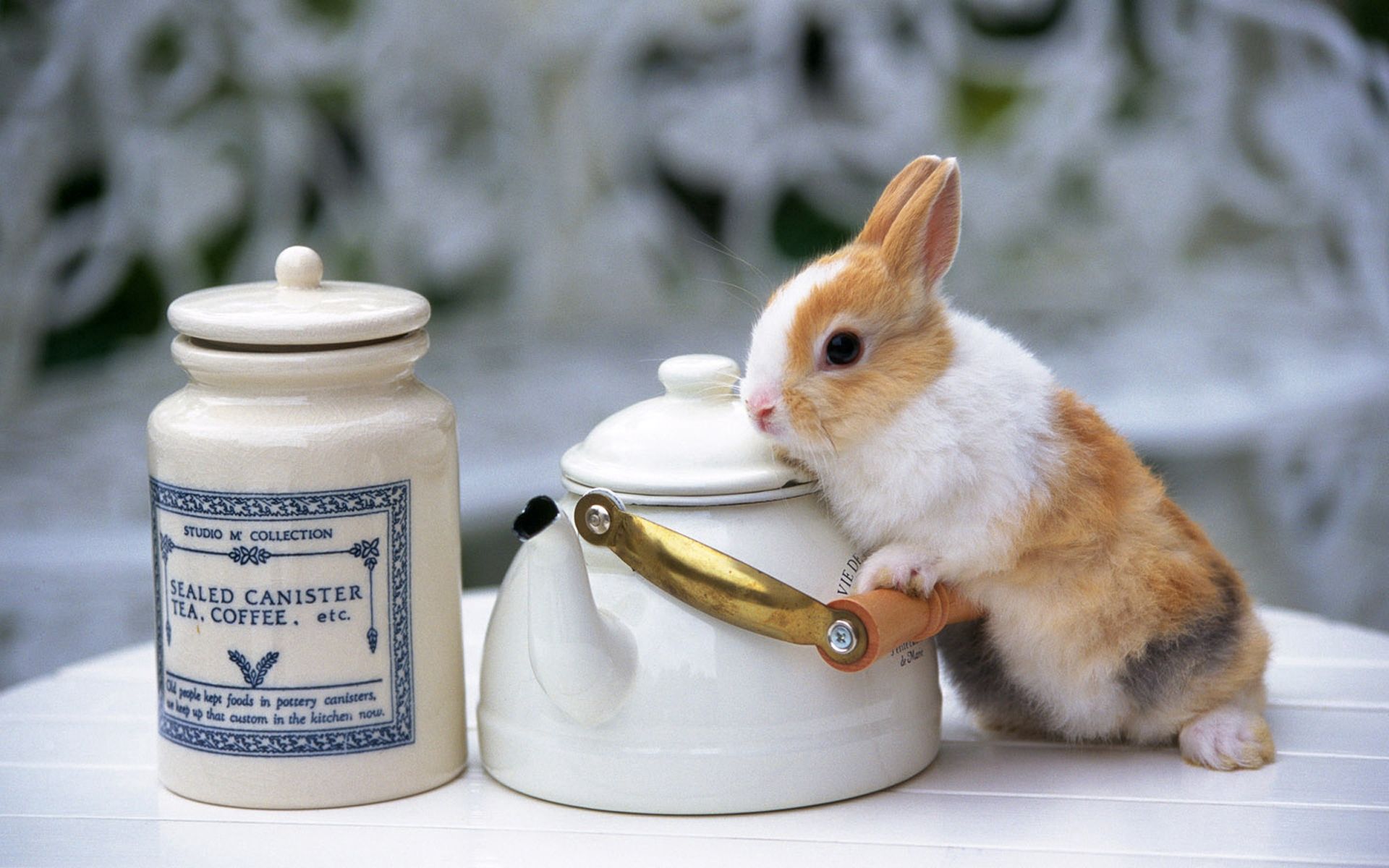 rabbit, animals, beautiful, table, teapot, kettle for android