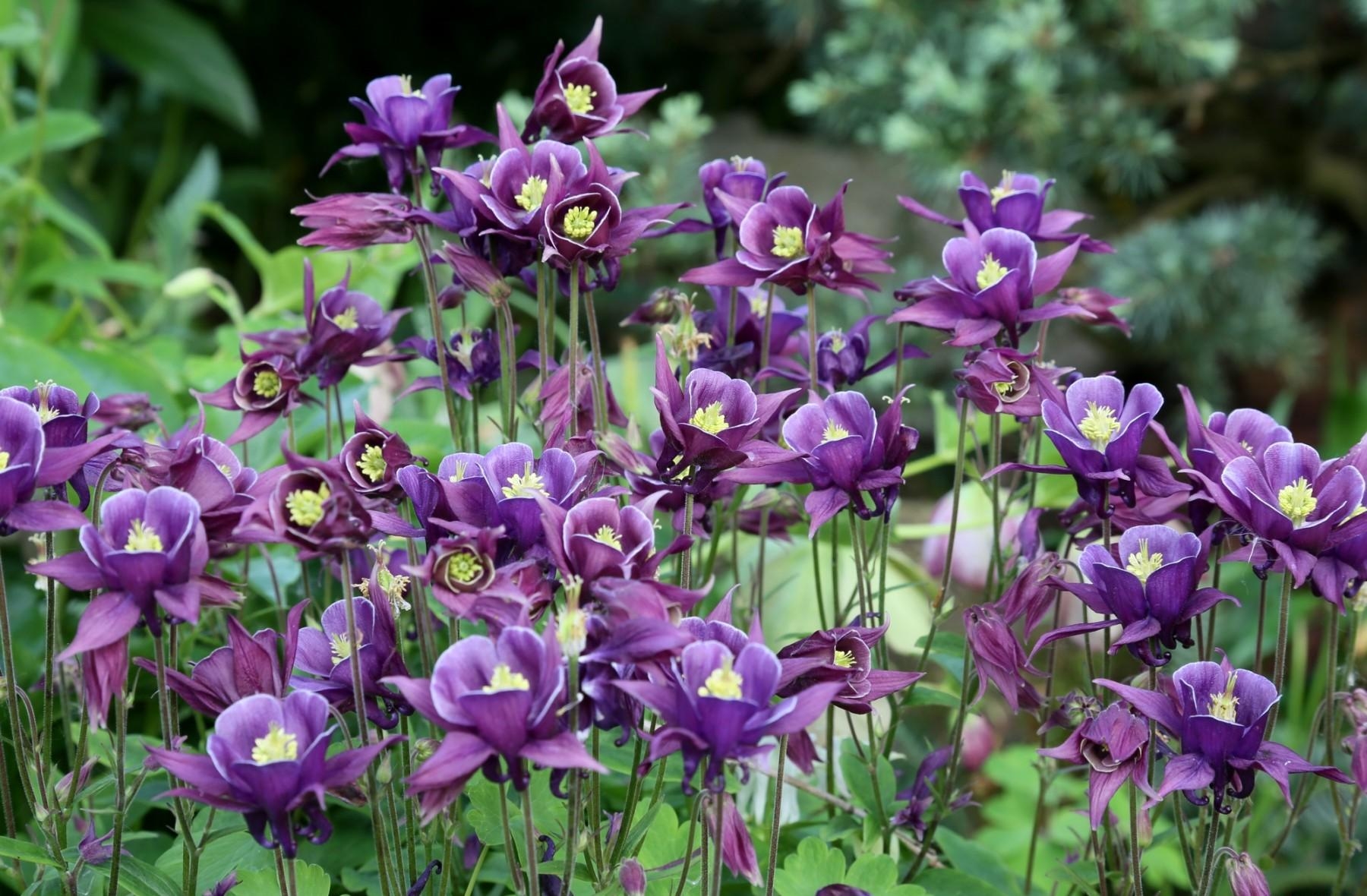 flower bed, flowers, lilac, blur, smooth, flowerbed, purple, aquilegia UHD