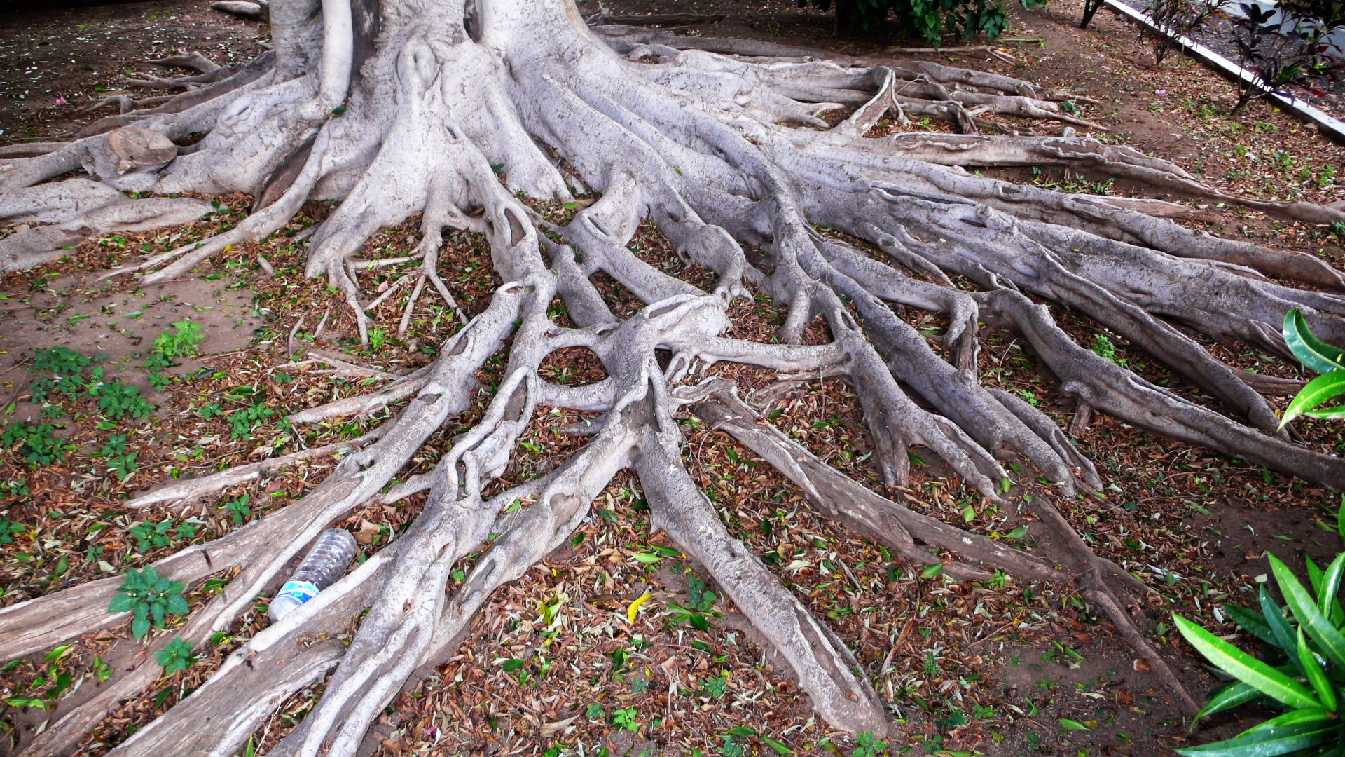 Tree Root HD photos