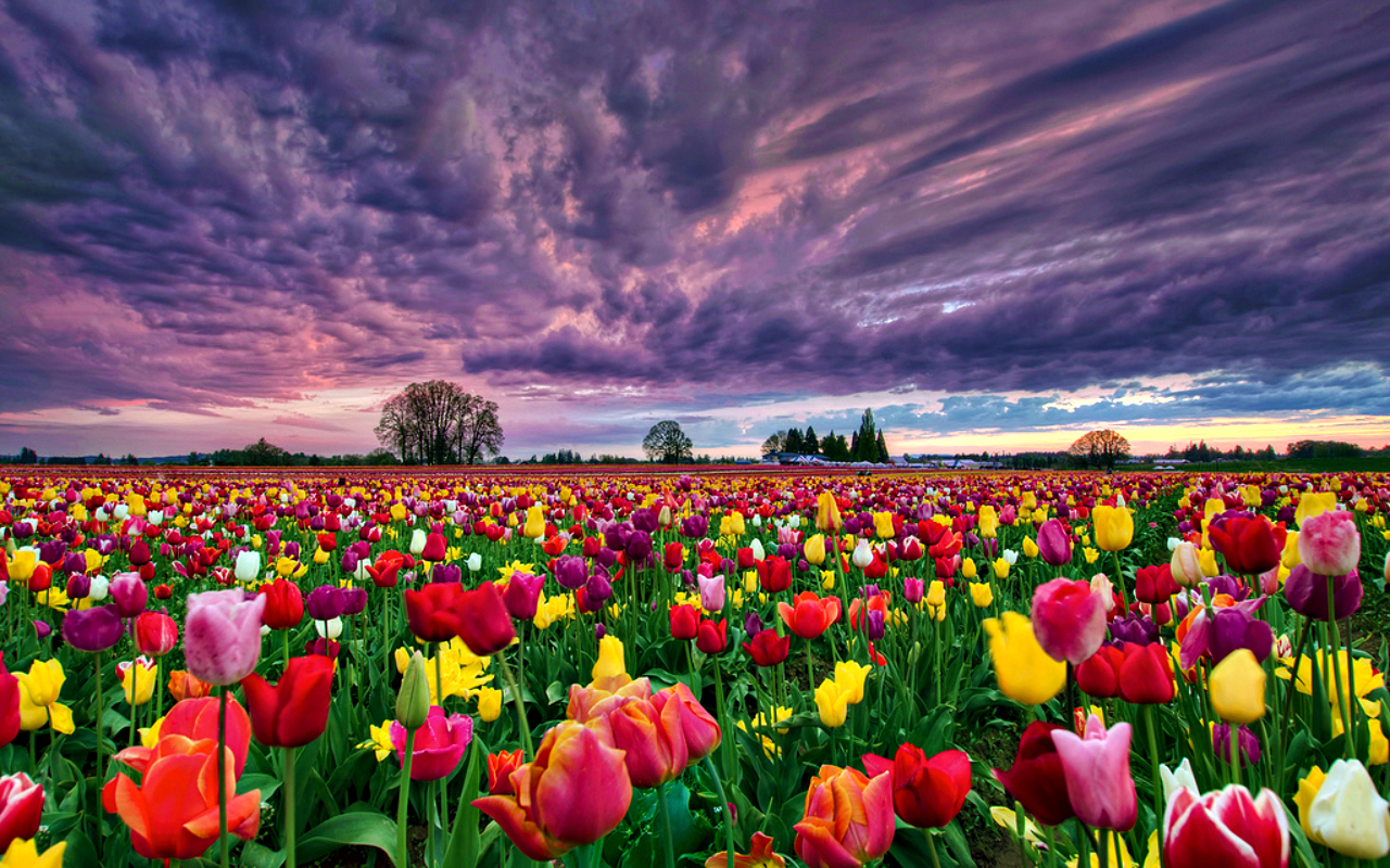 earth, tulip, colors, field, flower